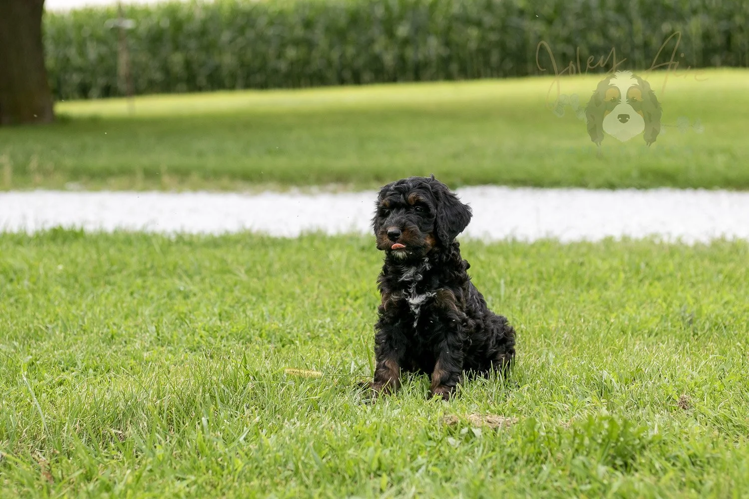 Denali Bernedoodle Puppy-107.jpg