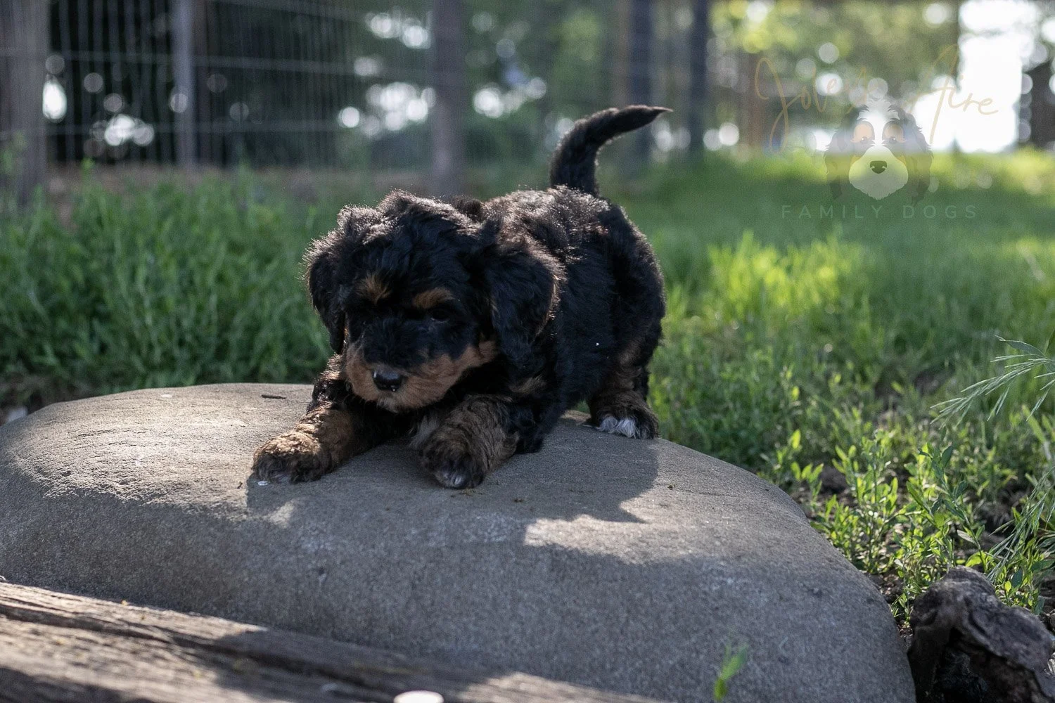 Banjo Bernedoodle Puppy-26.jpg