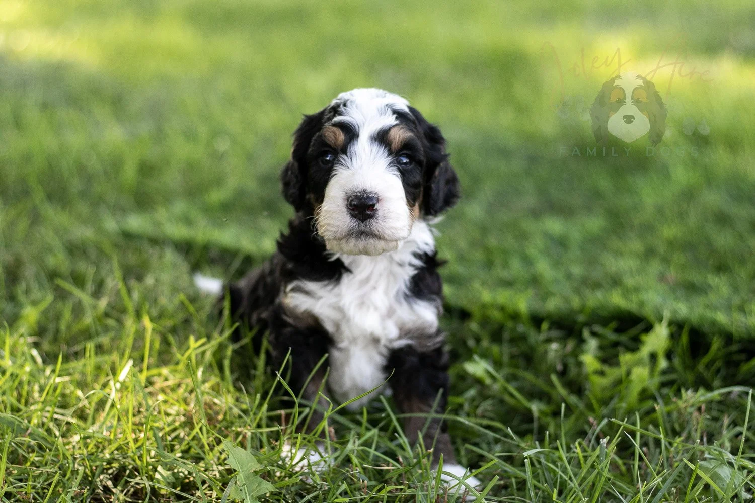 Yellowstone Bernedoodle Puppy-411.jpg