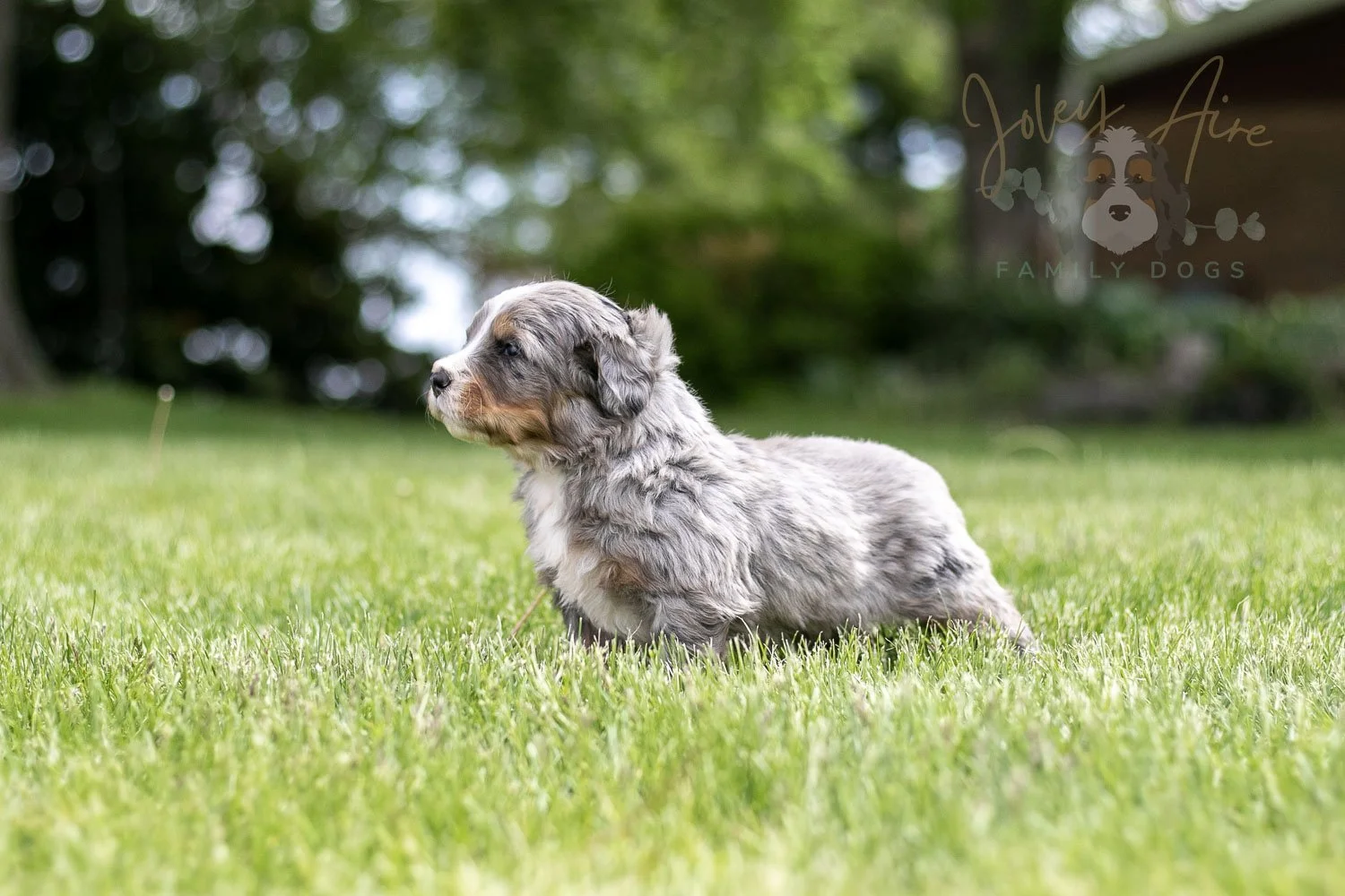 Drum Bernedoodle Puppy-20.jpg