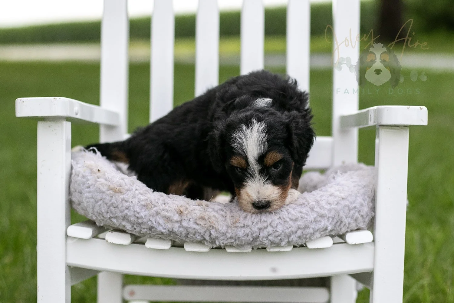 Diana Barry Bernedoodle Puppy-927.jpg