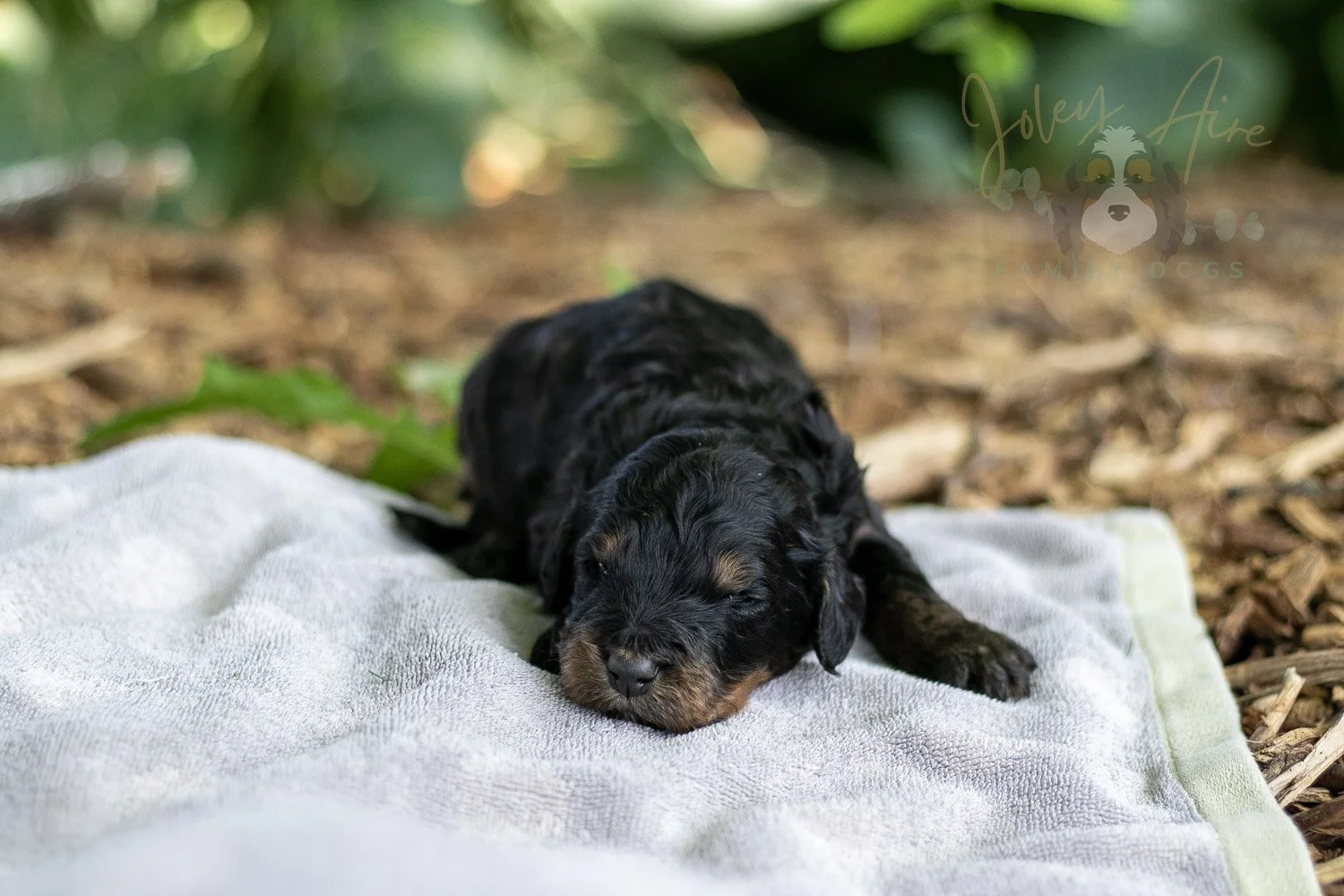 Bryce Bernedoodle Puppy-158.jpg