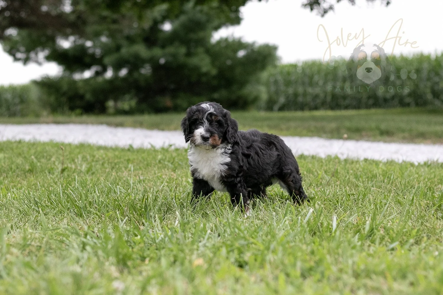 Yosemite Bernedoodle Puppy-02.jpg