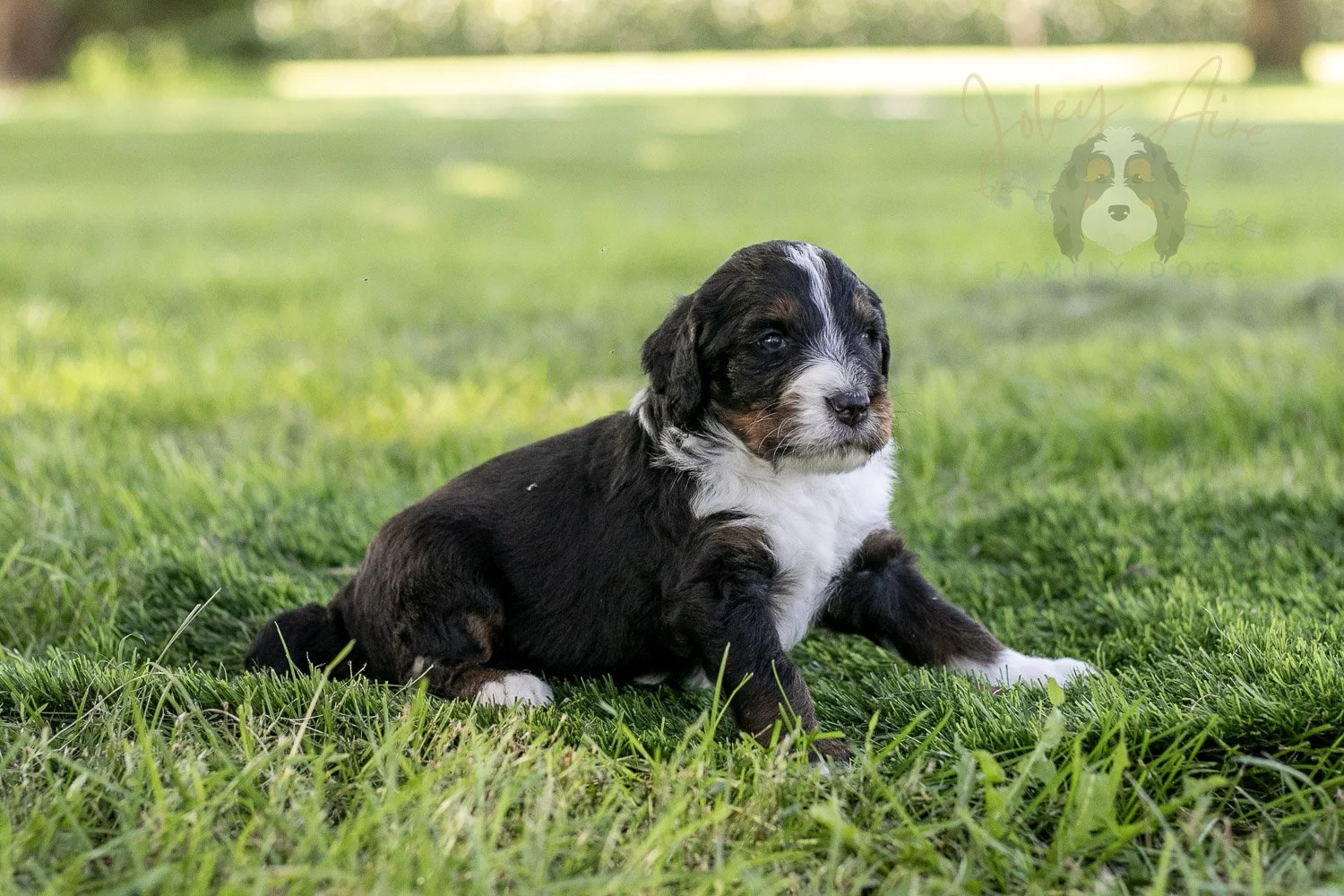Yosemite Bernedoodle Puppy-390.jpg