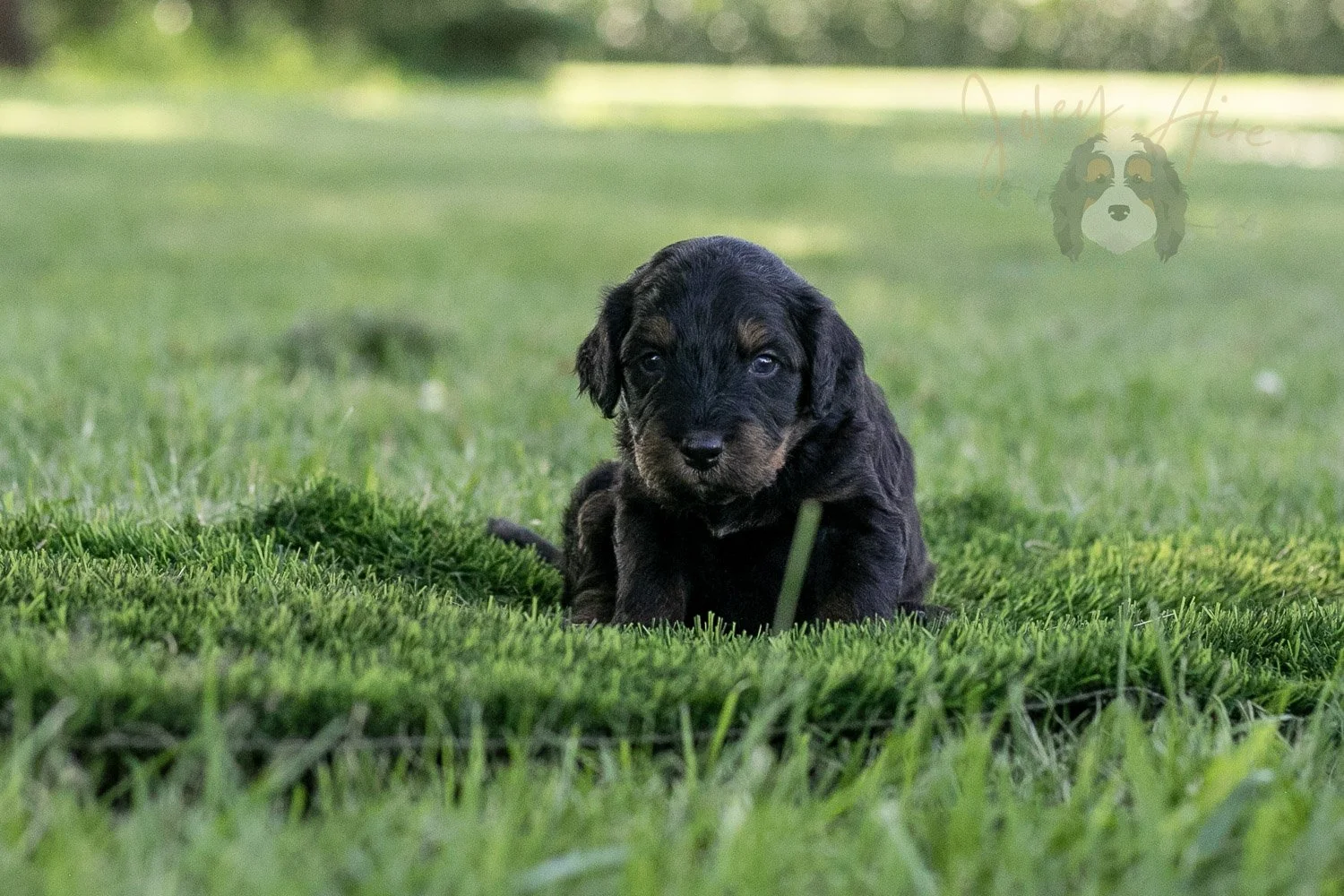 Olympic Bernedoodle Puppy-347.jpg