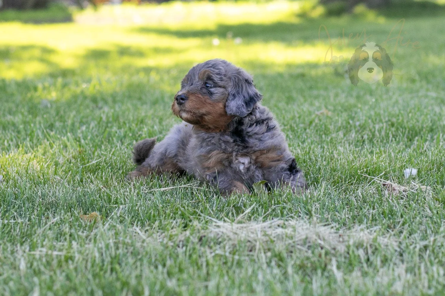 Flute Bernedoodle Puppy-28.jpg