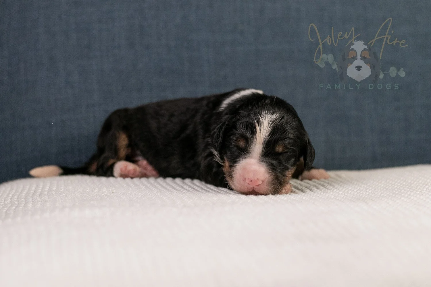 Ashley Bernedoodle Puppy-37.jpg