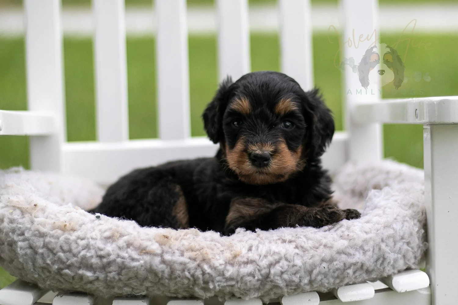 Mini Mae Bernedoodle Puppy-1012.jpg