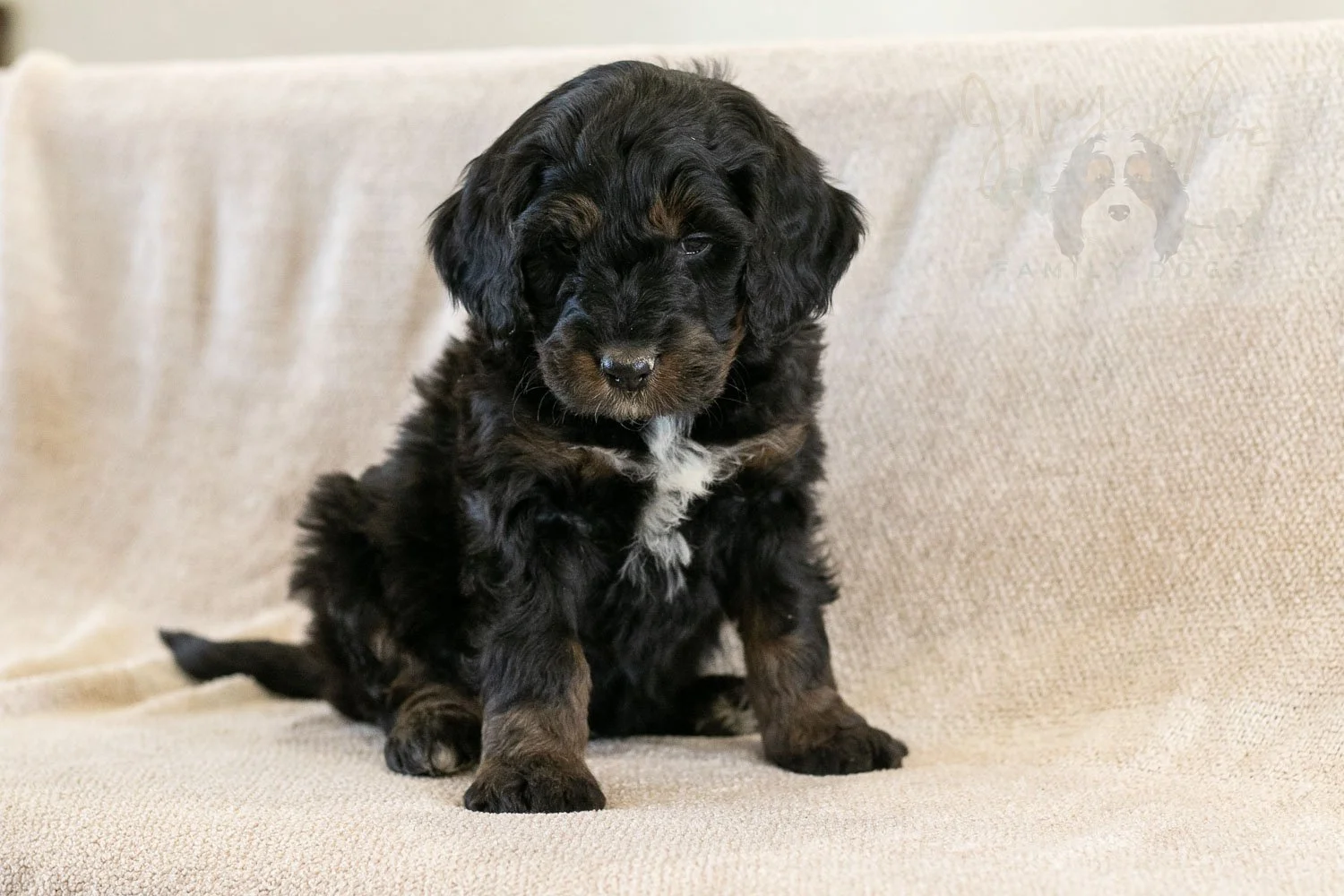 Prince Charming 🔴 Reserved 