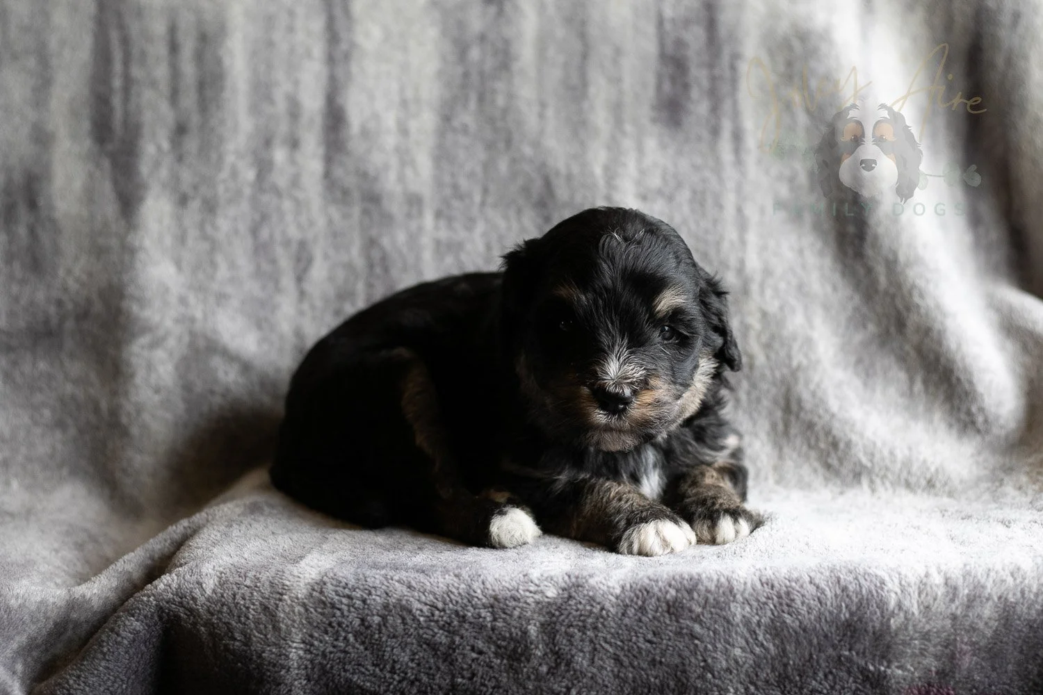 Georgia Bernedoodle Puppy-177.jpg