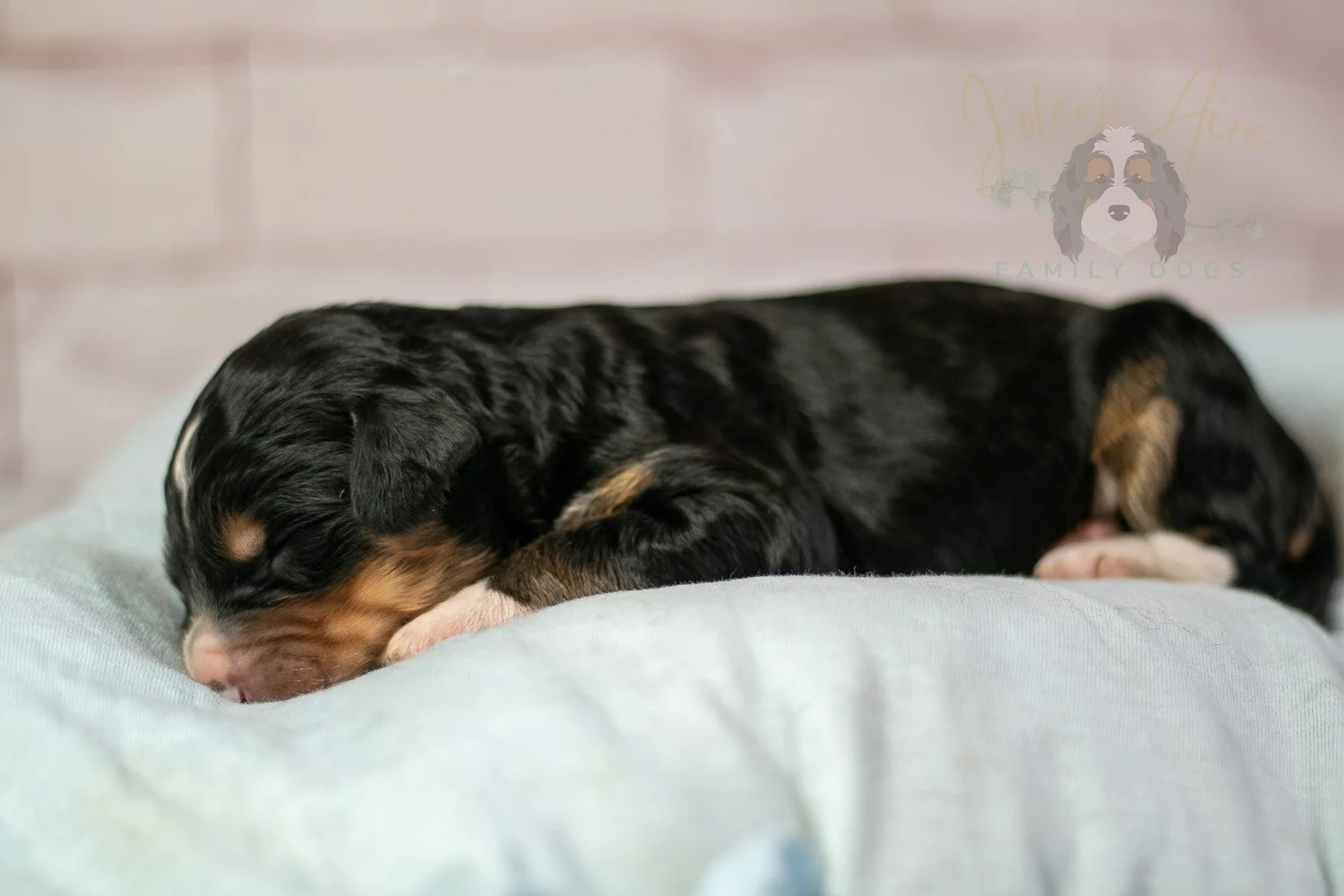 Walter Shirley Bernedoodle Puppy-89.jpg