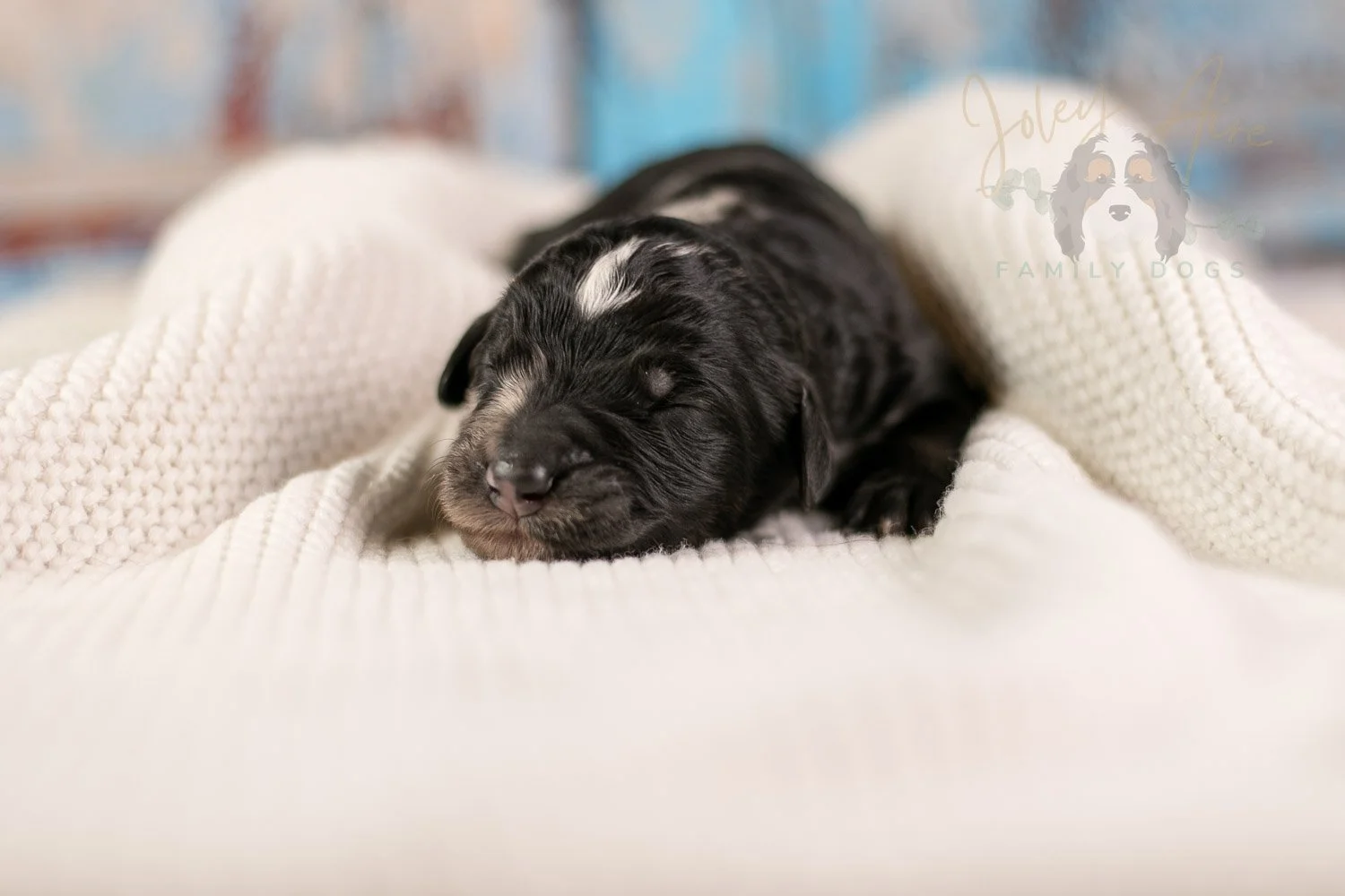 Bob Ross Bernedoodle Puppy-136.jpg
