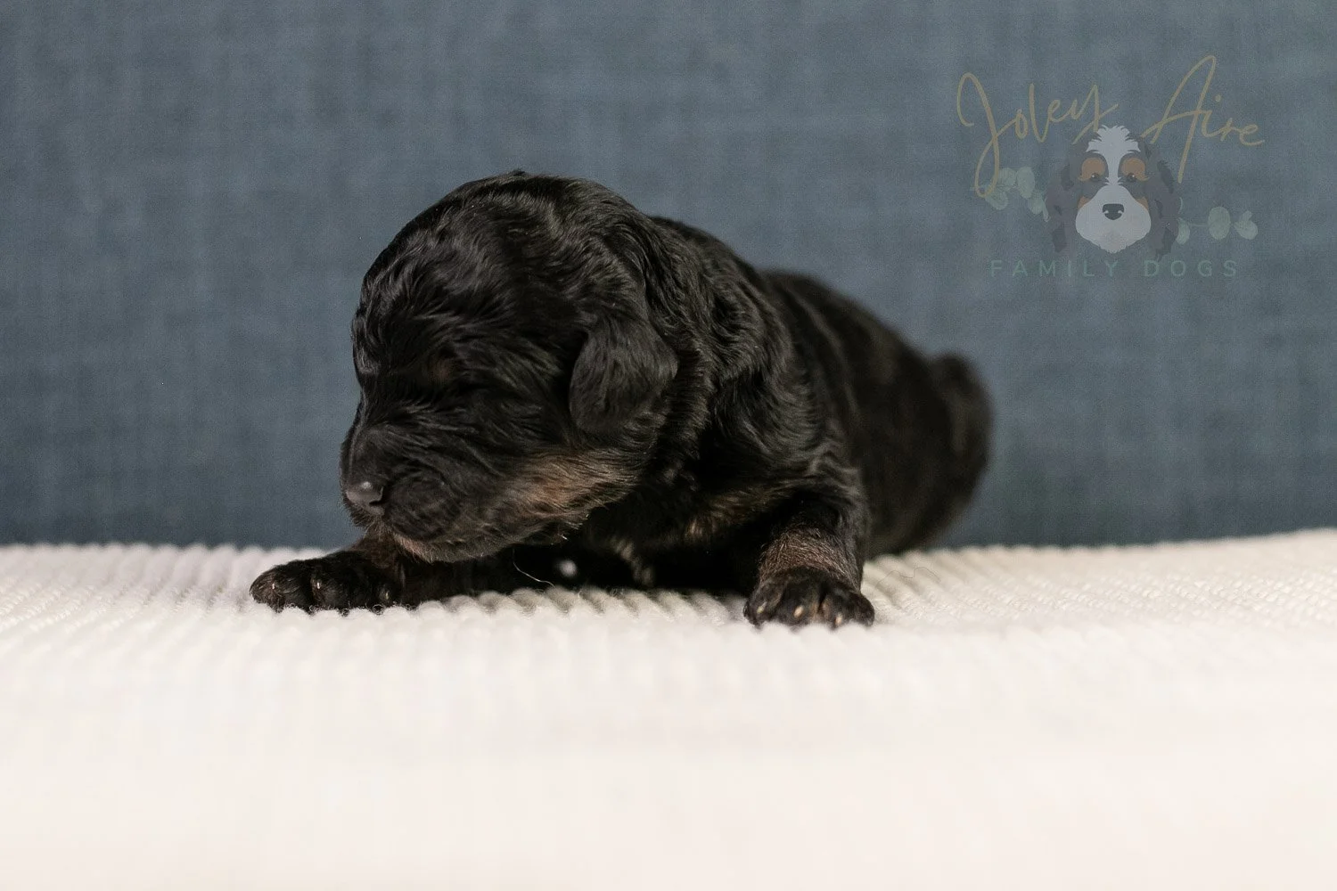 Amy Bernedoodle Puppy-102.jpg