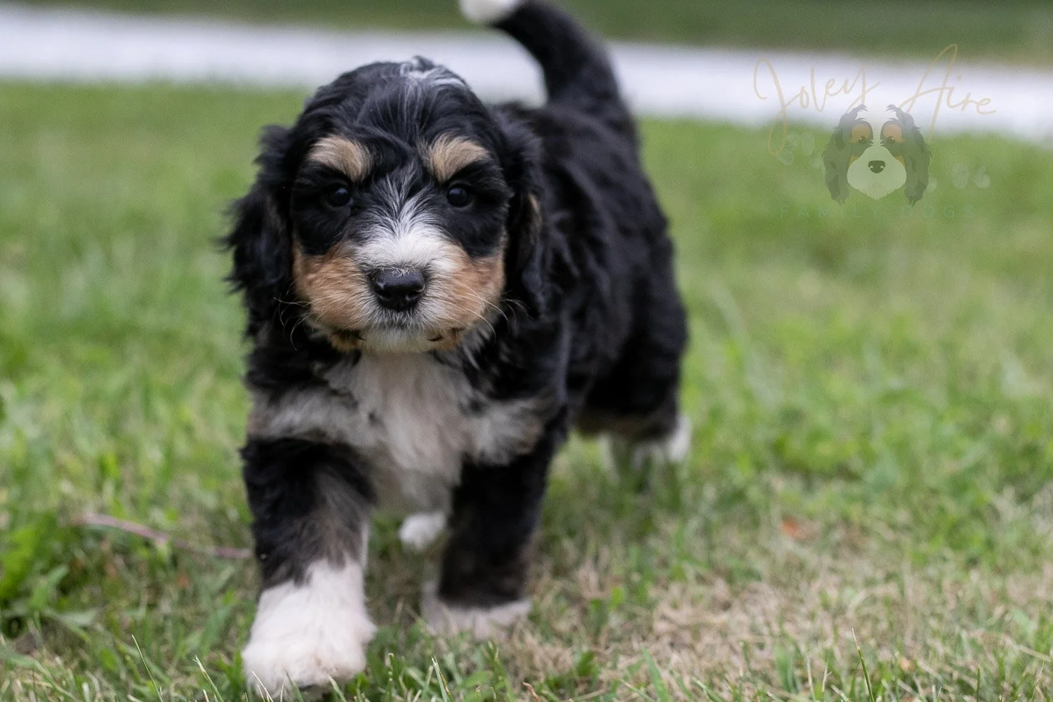 Walter Shirley  Bernedoodle Puppy-12.jpg