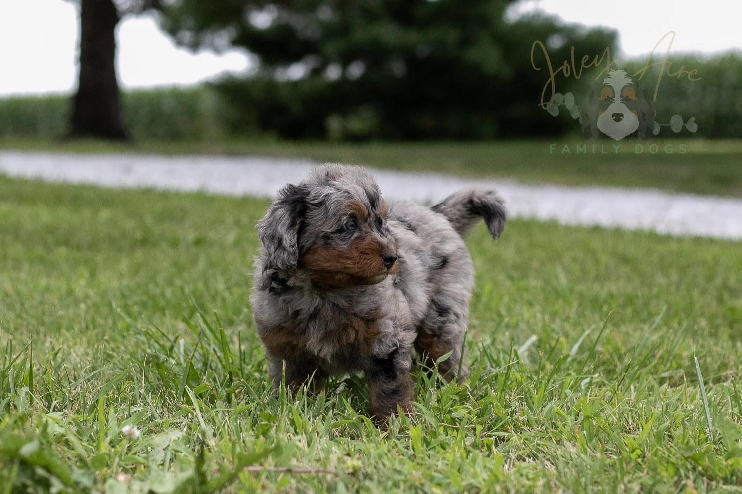 Marilla Cuthbert Bernedoodle Puppy-52.jpg