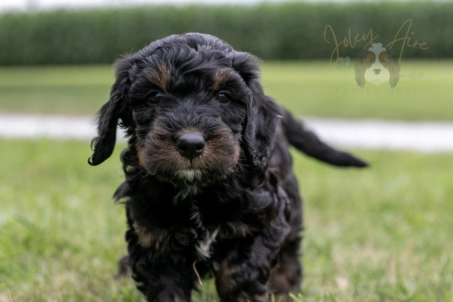Denali Bernedoodle Puppy-27.jpg