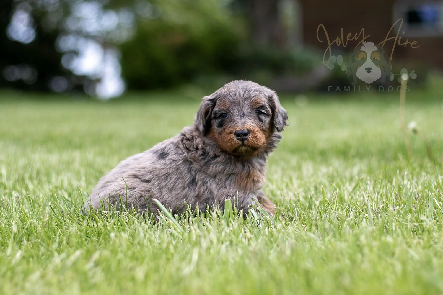 Flute Bernedoodle Puppy-41.jpg