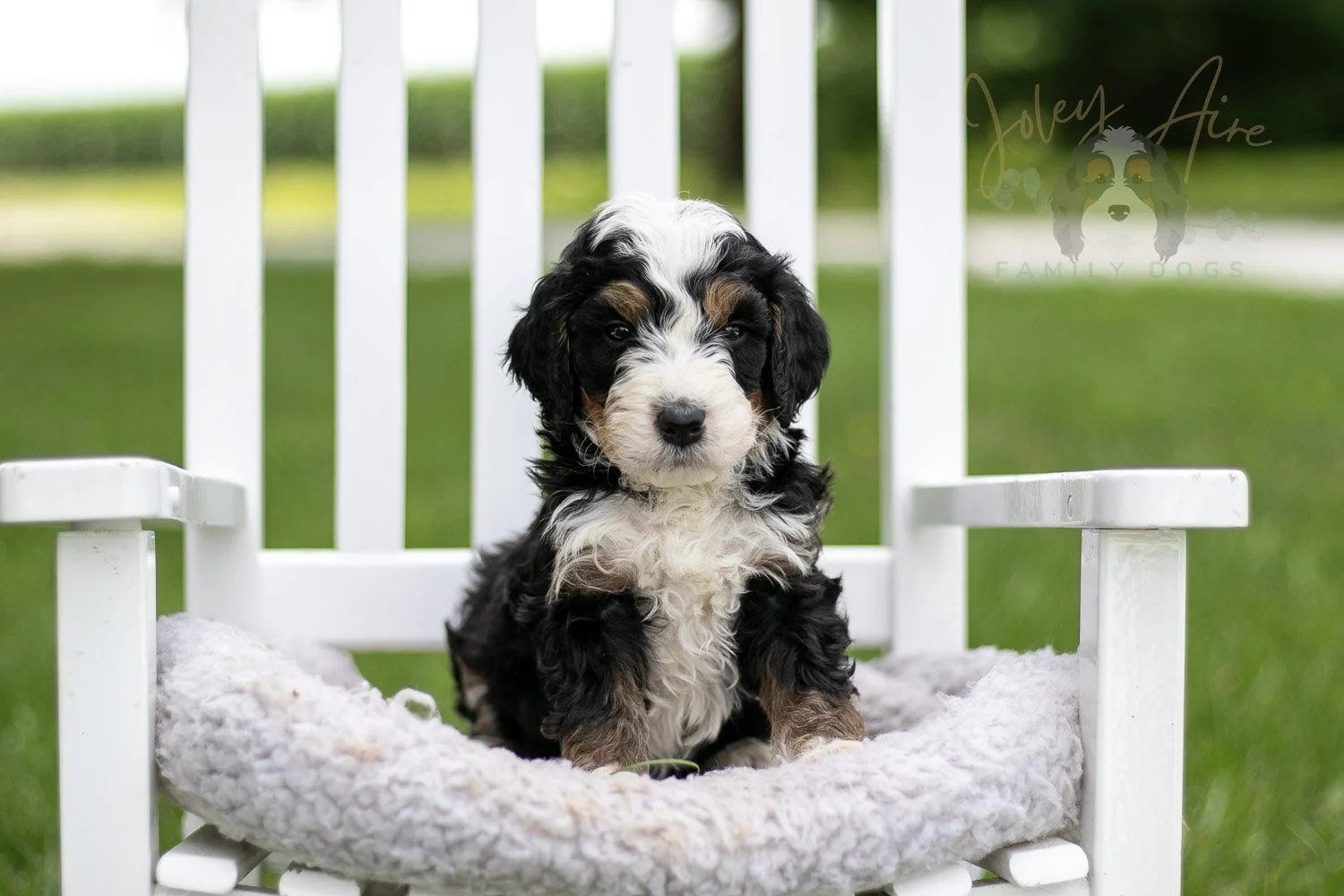 Yellowstone Bernedoodle Puppy-766.jpg