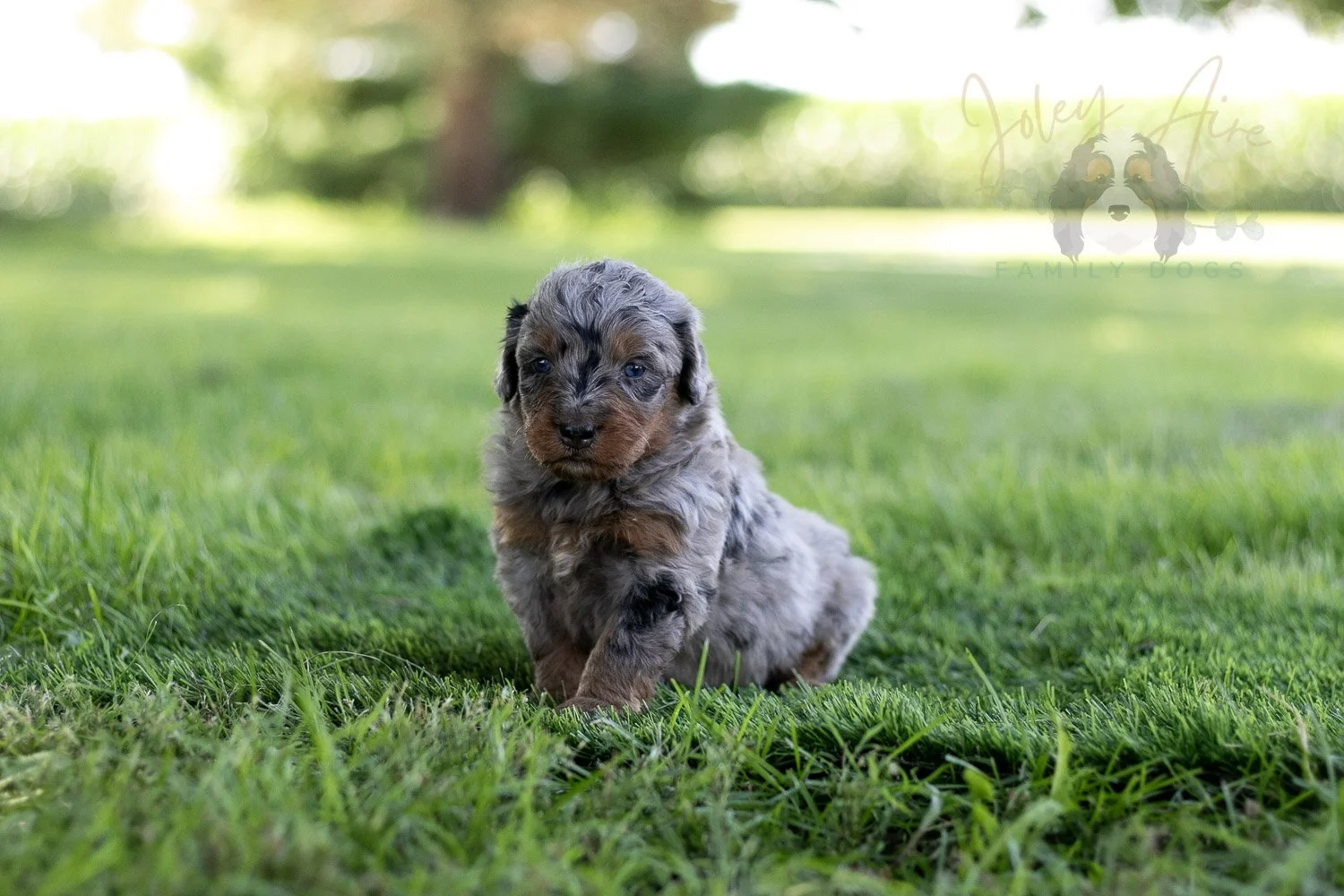 Marilla Cuthbert Bernedoodle Puppy-464.jpg