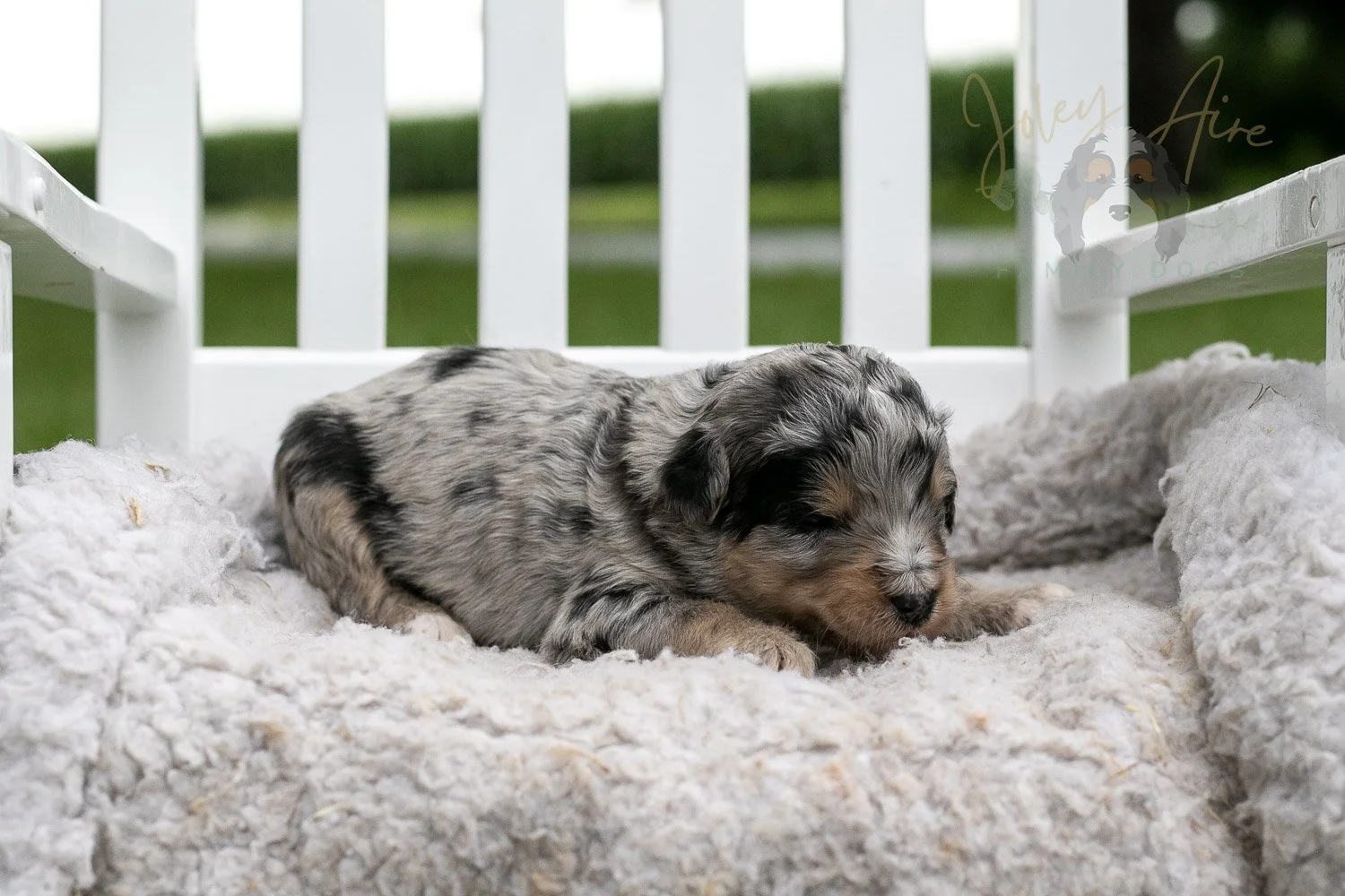 Mary Cassatt Bernedoodle Puppy-677.jpg