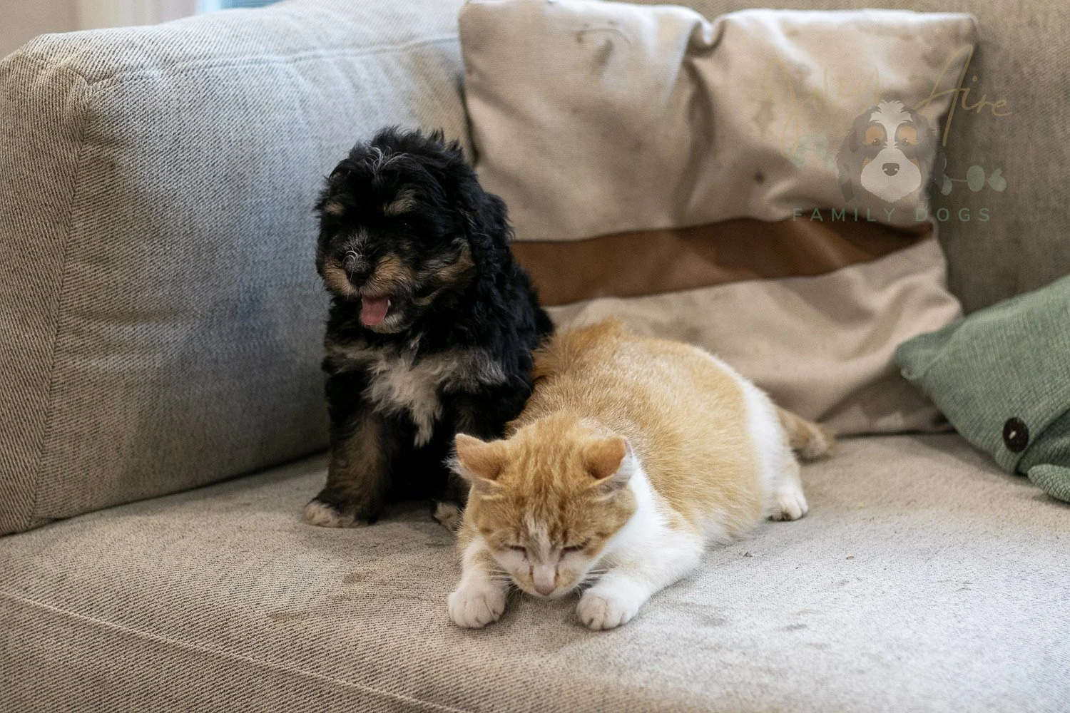 Georgia Bernedoodle Puppy-414.jpg