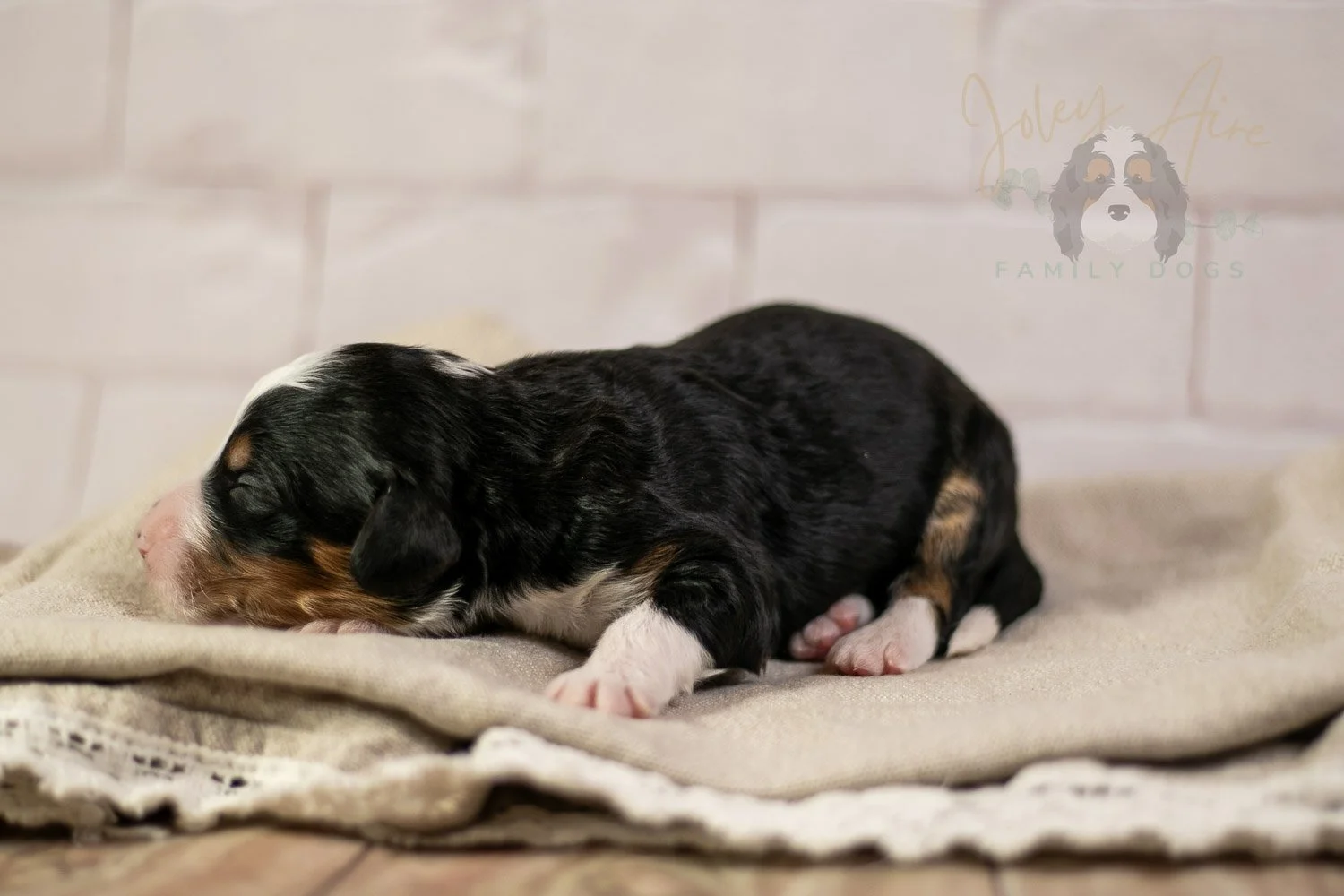 Zion Bernedoodle Puppy-122.jpg