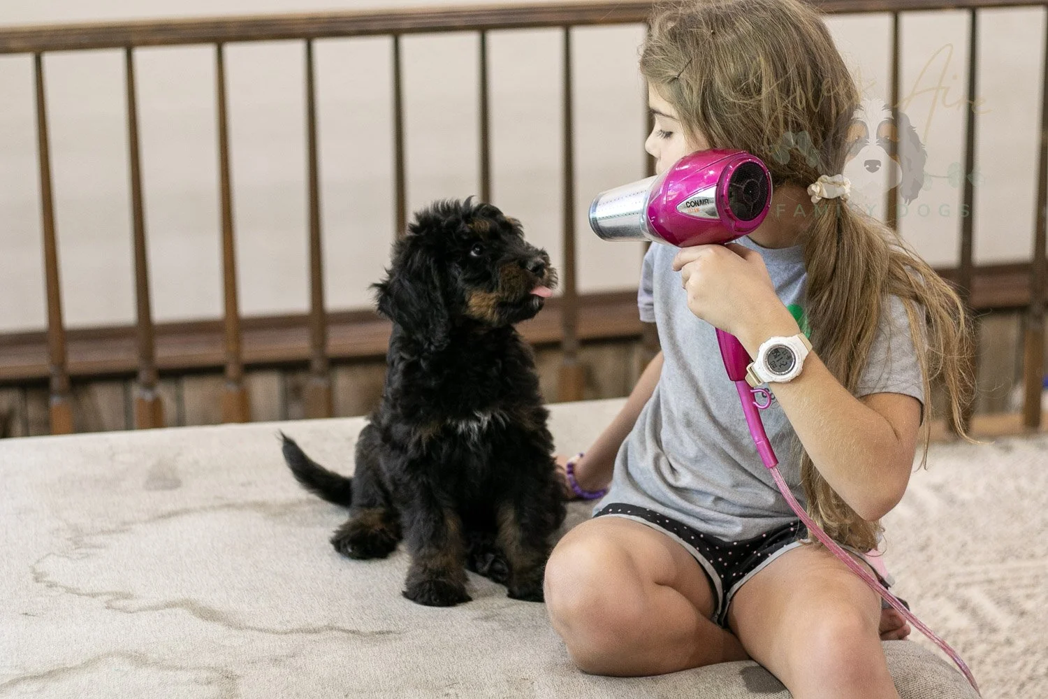 Olympic Bernedoodle Puppy-471.jpg