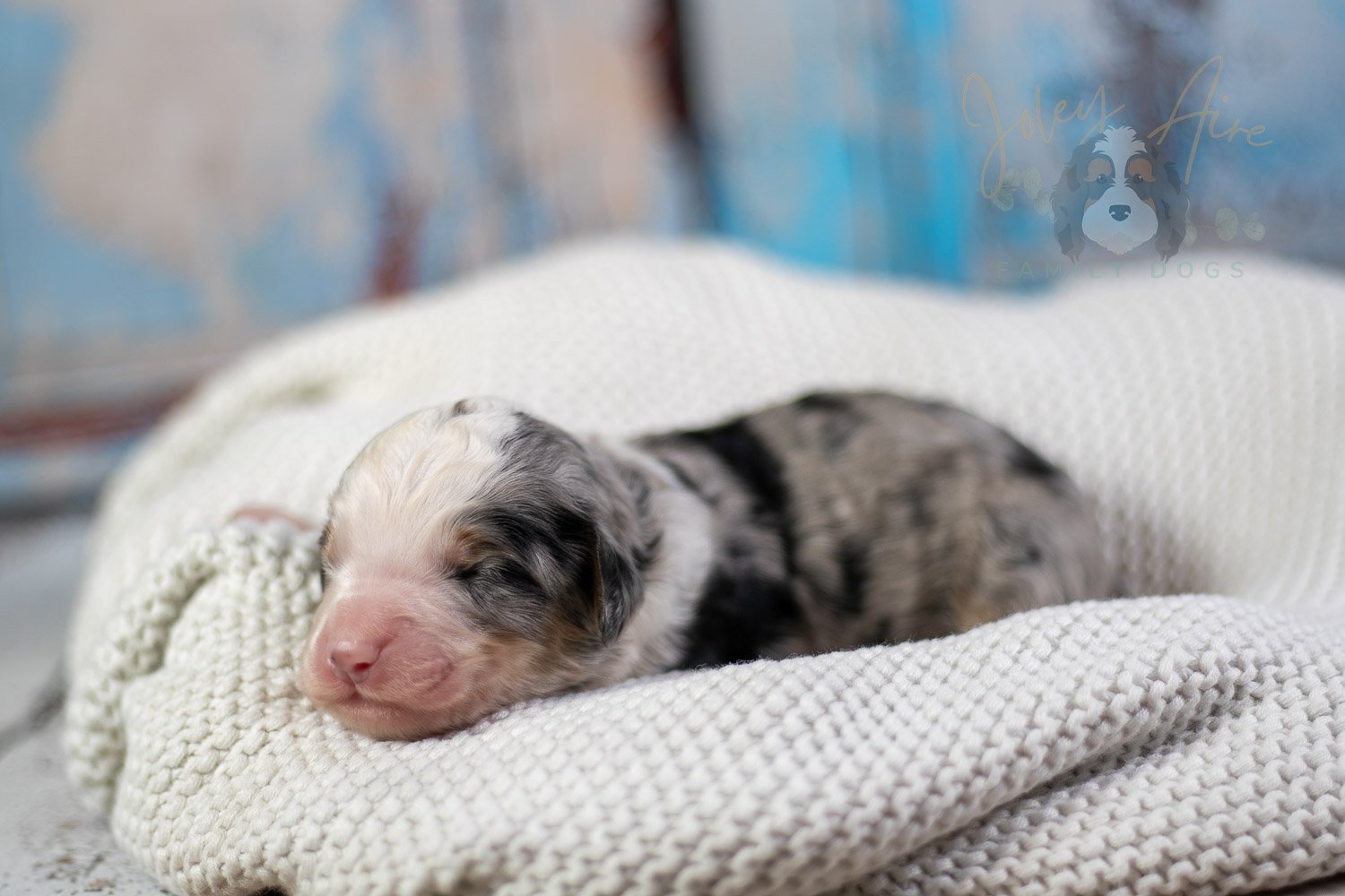 Pablo Picasso Bernedoodle Puppy-59.jpg