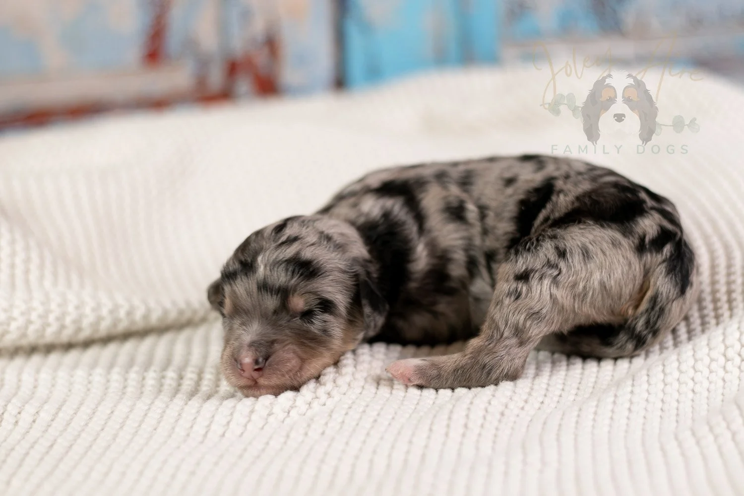 Mary Cassatt Bernedoodle Puppy-086.jpg
