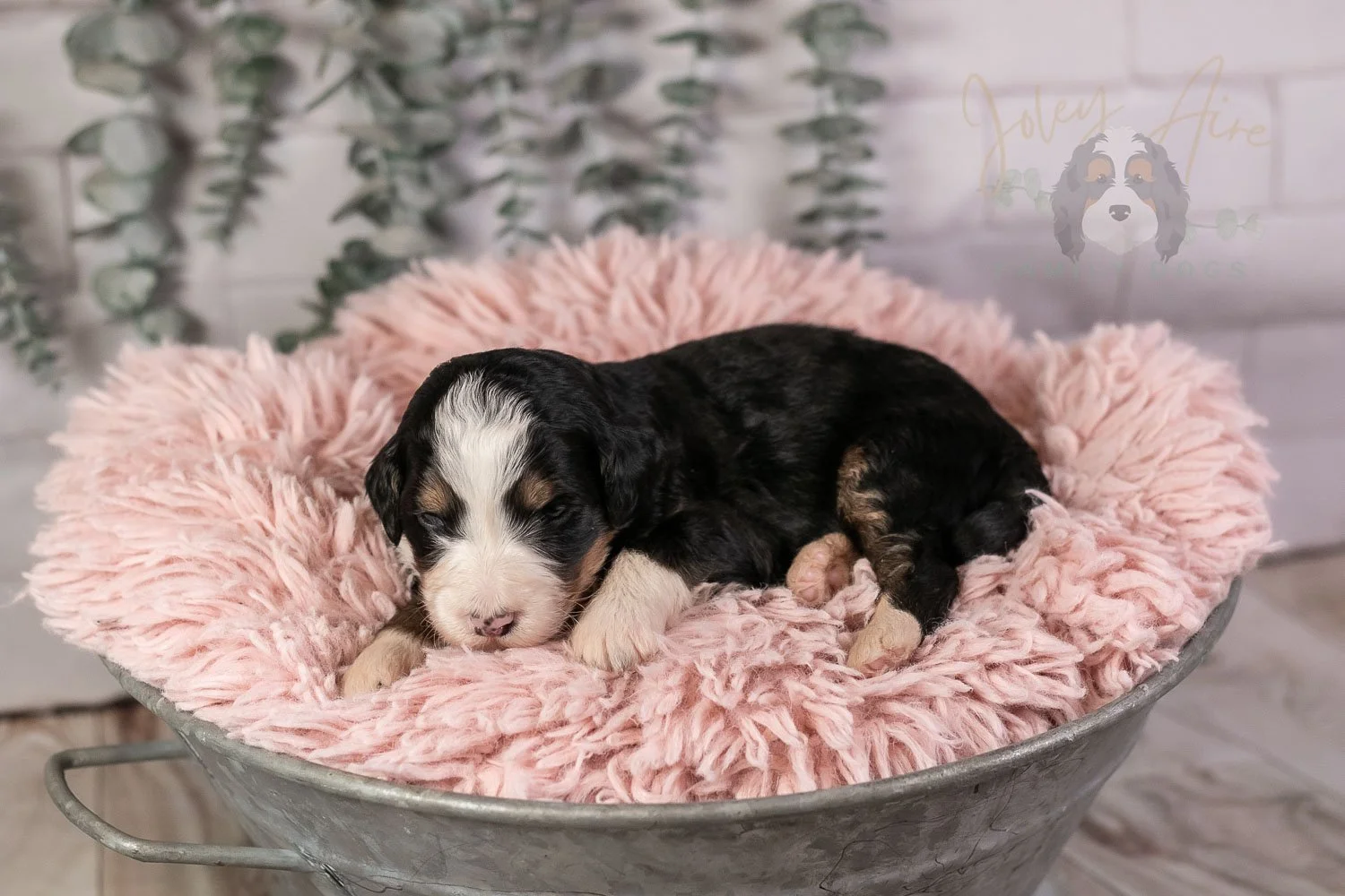 Harmonica Bernedoodle Puppy-27.jpg