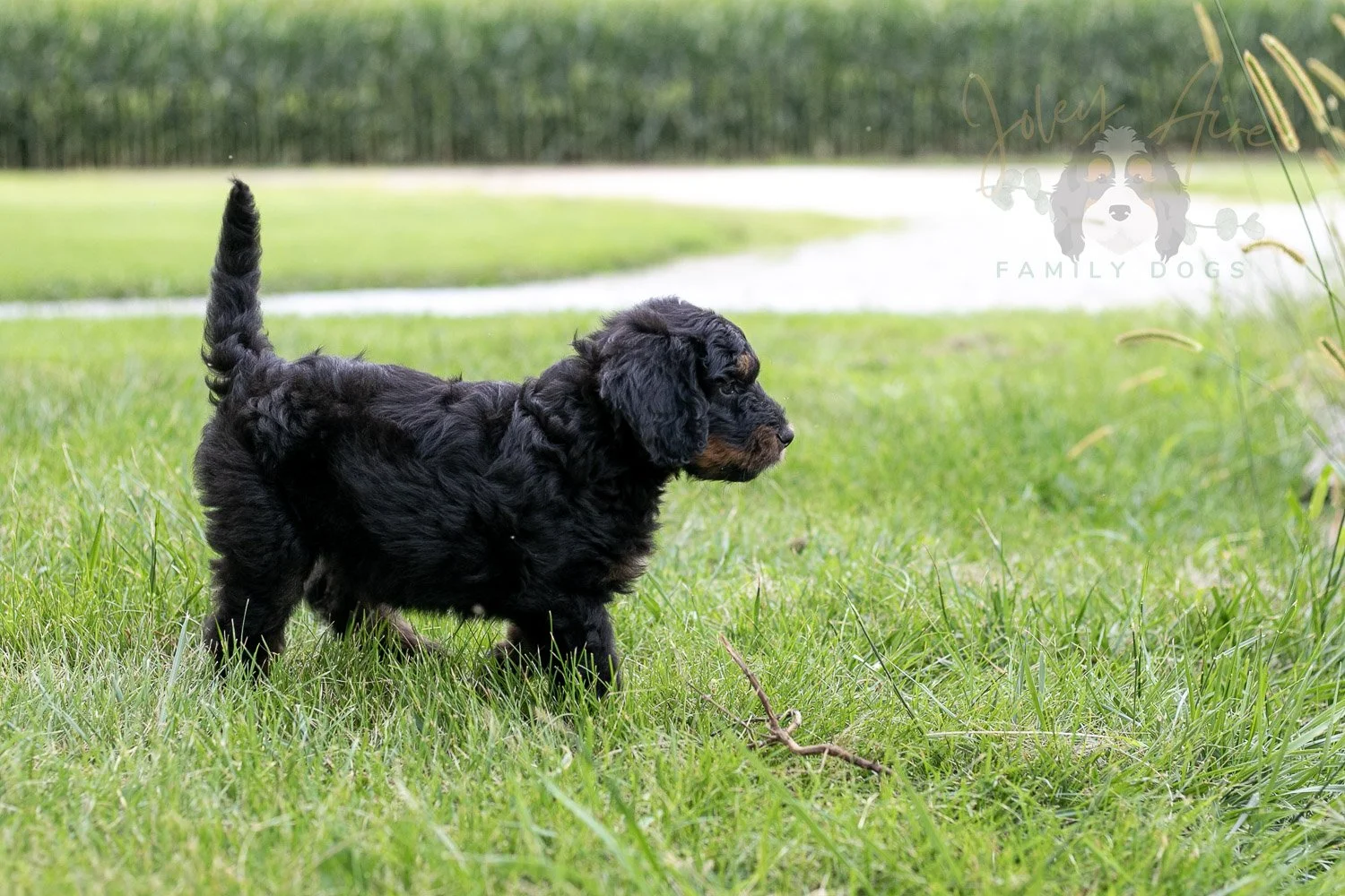 Olympic Bernedoodle Puppy-75.jpg