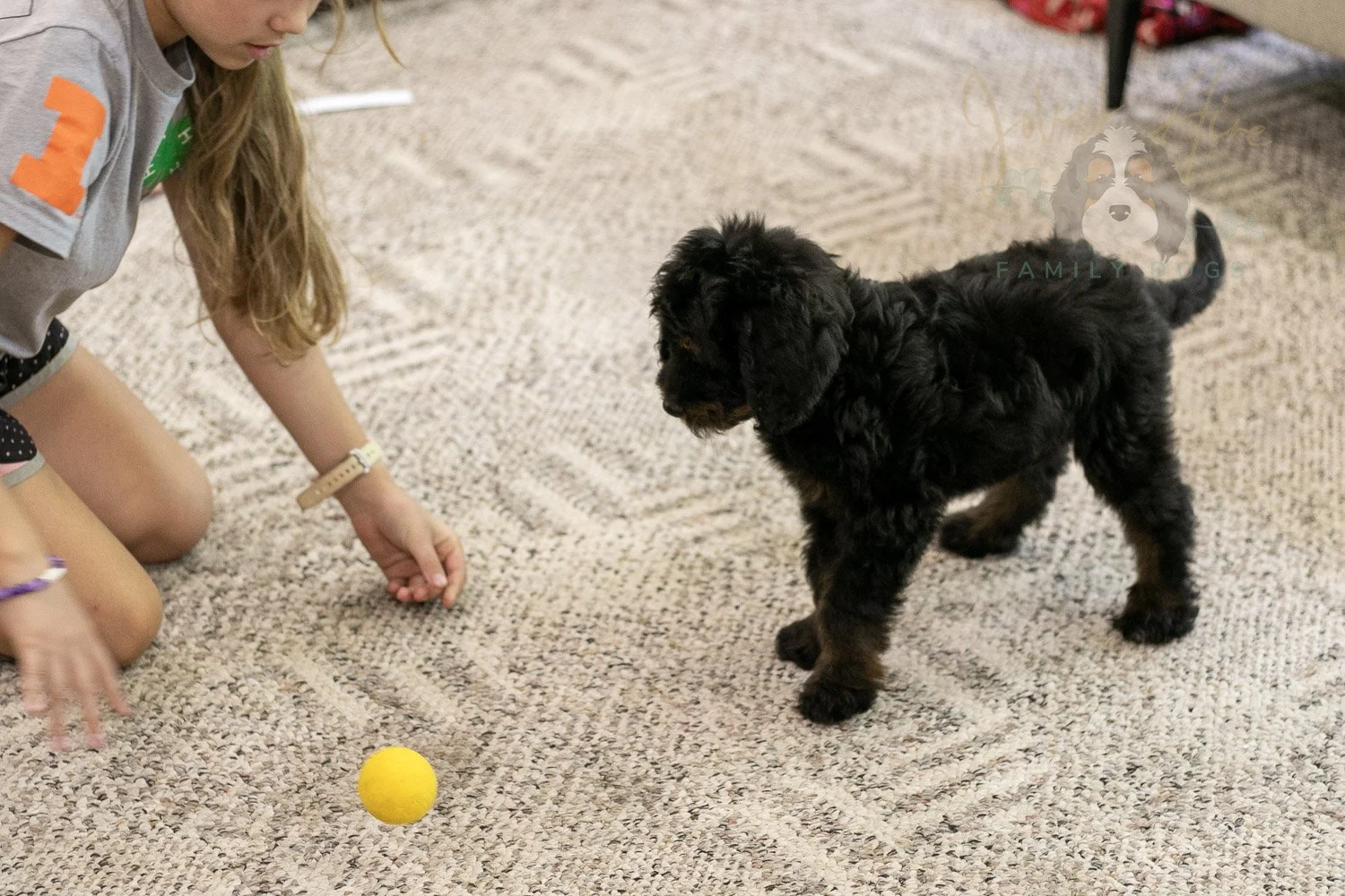 Olympic Bernedoodle Puppy-473.jpg
