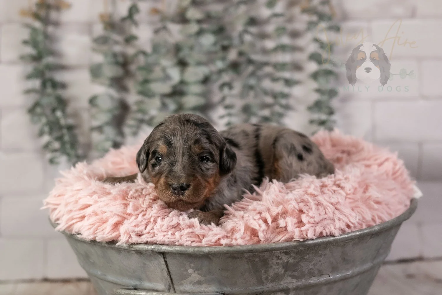 Ukelele Bernedoodle Puppy-5.jpg