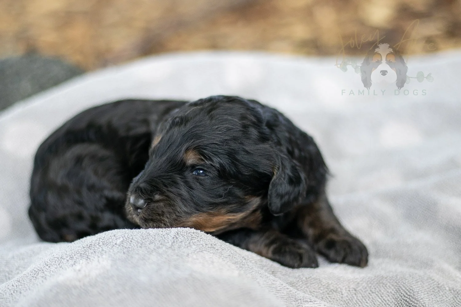 Acadia Bernedoodle Puppy-85.jpg