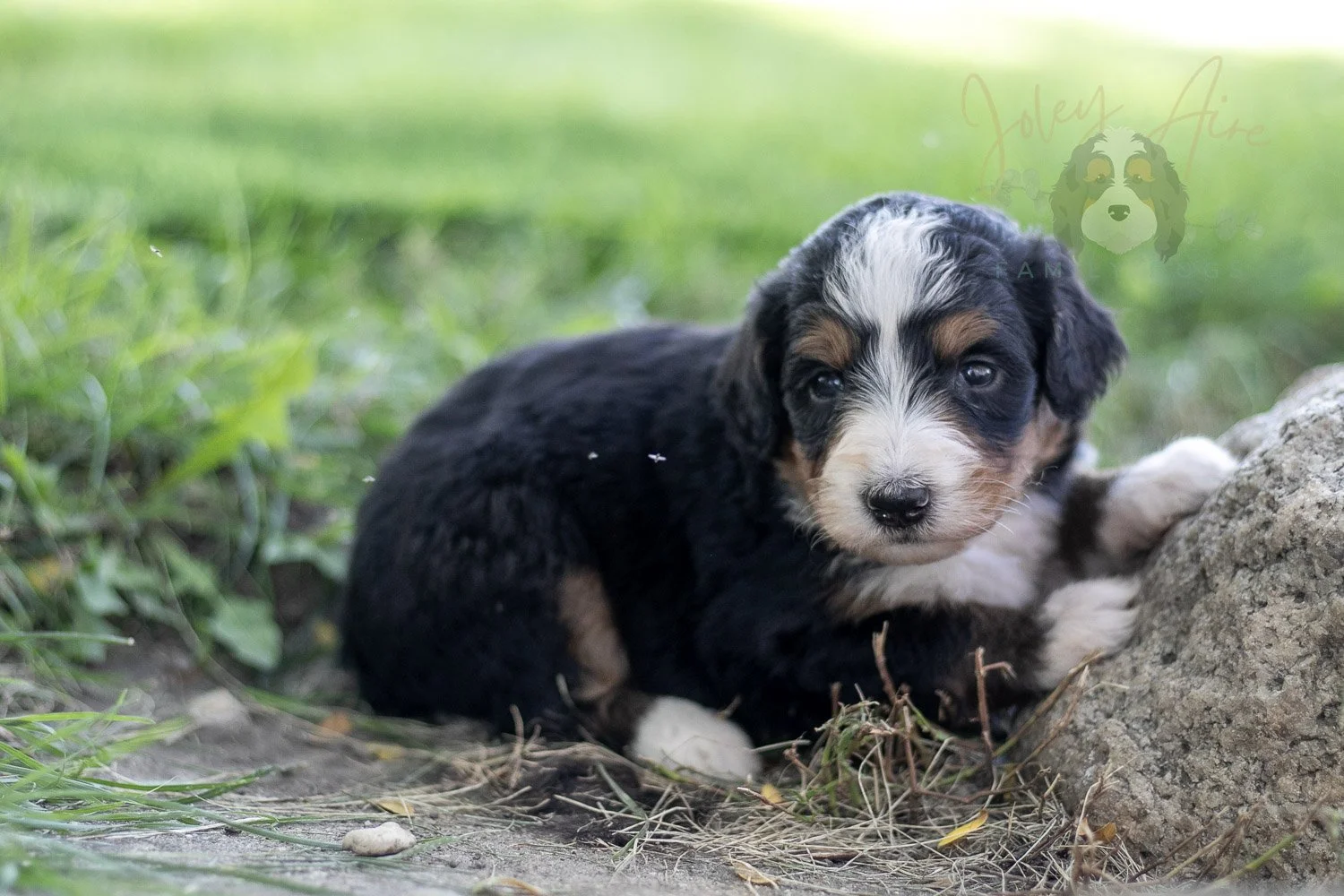 Diana Barry Bernedoodle Puppy-574.jpg