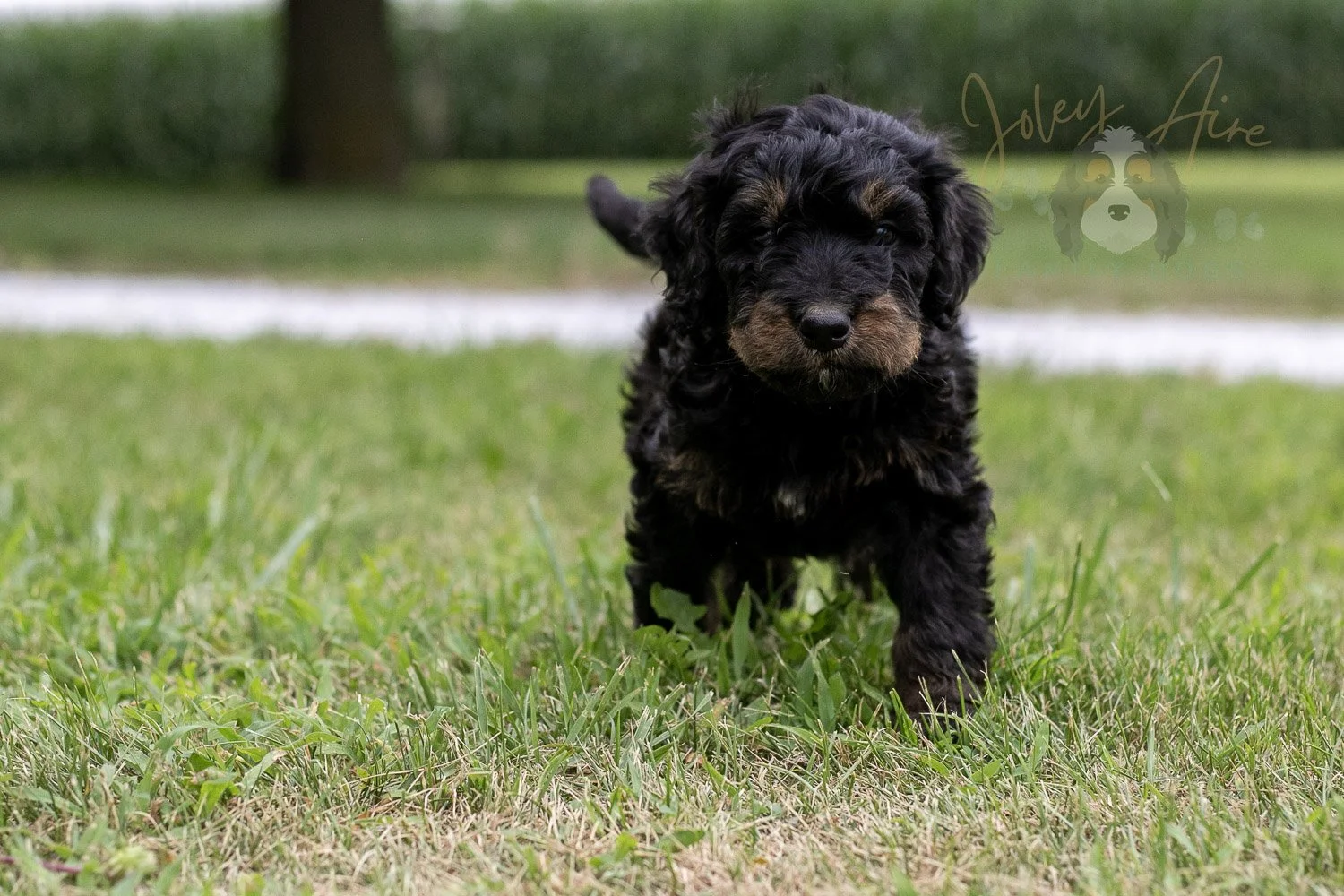 Bryce Bernedoodle Puppy-69.jpg