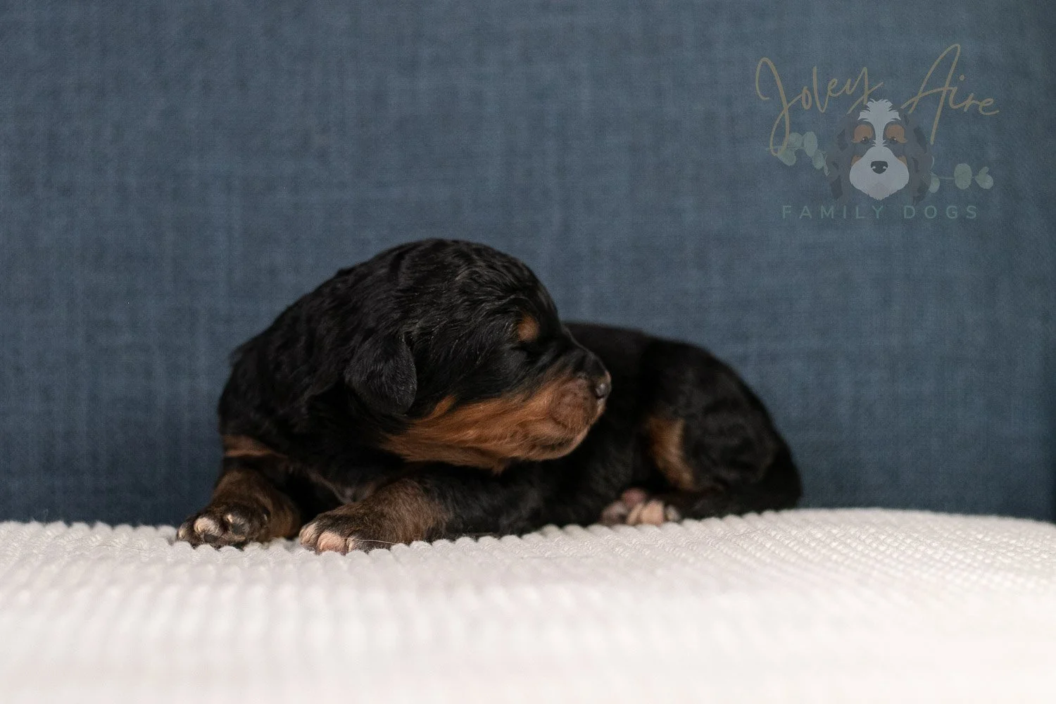 Asher Bernedoodle Puppy-93.jpg