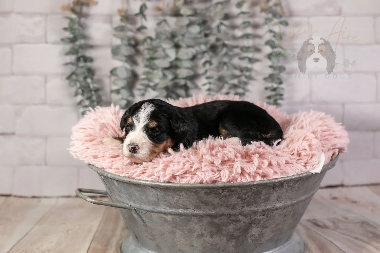 Trumpet Bernedoodle Puppy-28.jpg