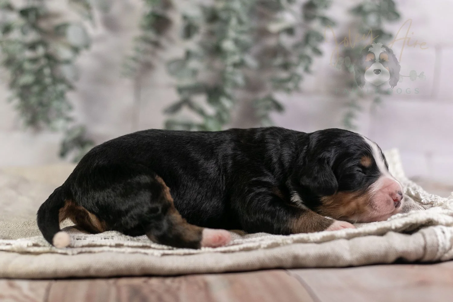 Trumpet Bernedoodle Puppy-6-2.jpg