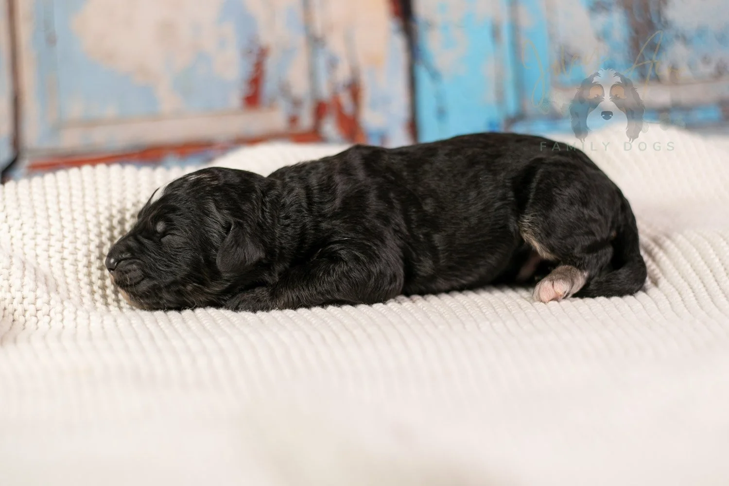Bob Ross Bernedoodle Puppy-132.jpg