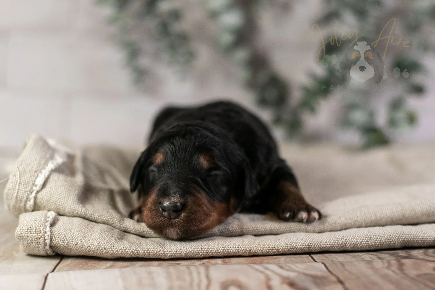 Banjo Bernedoodle Puppy-7.jpg
