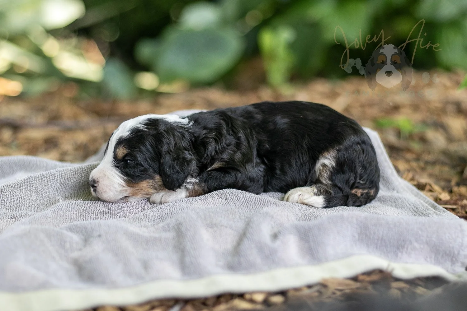 Yellowstone Bernedoodle Puppy-169.jpg