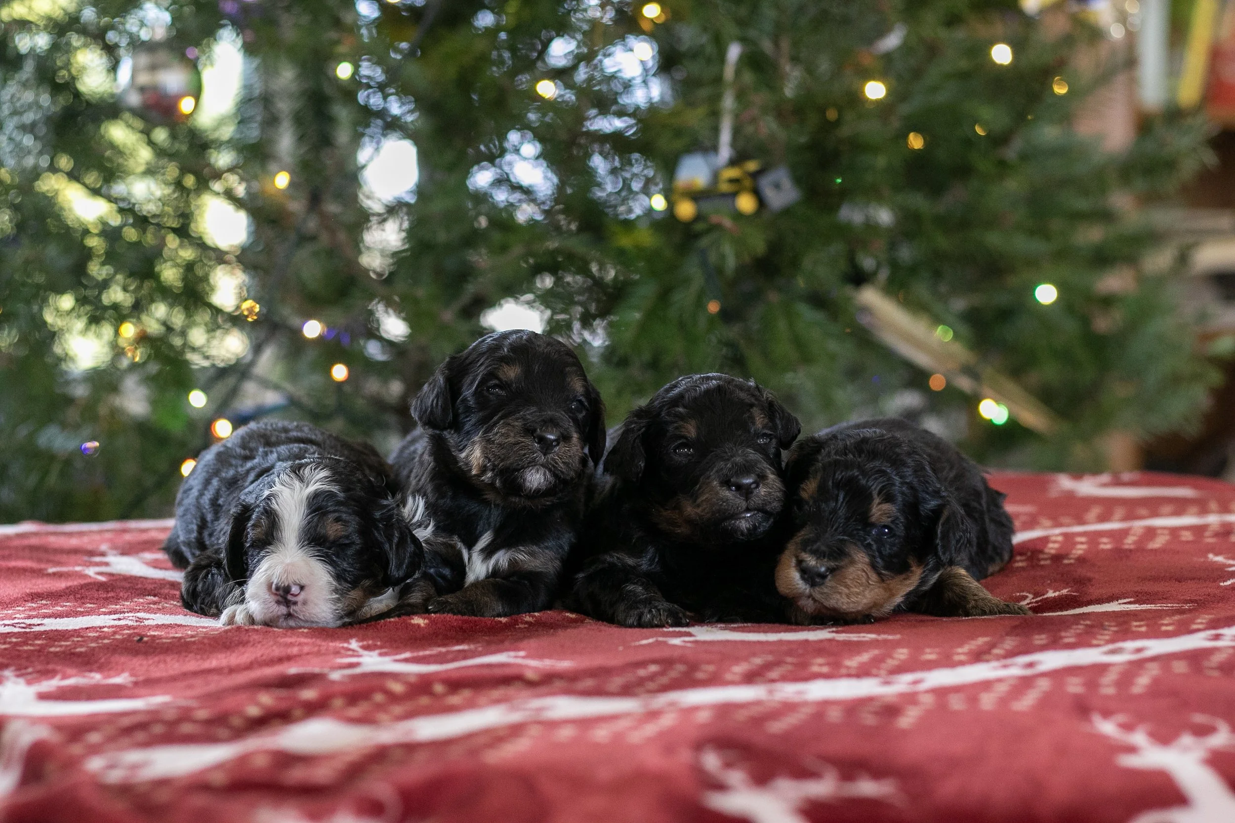 Whole Litter Disney Bernedoodle Puppy-3.jpg