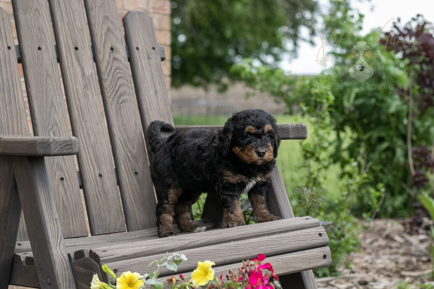 Banjo Bernedoodle Puppy-5.jpg