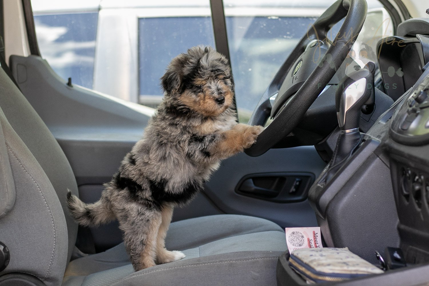 Mary Bernedoodle Puppy-319.jpg