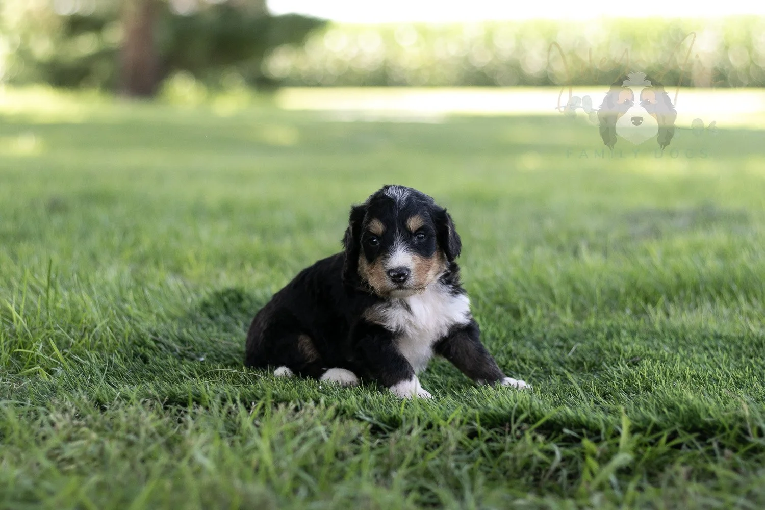 Walter Shirley Bernedoodle Puppy-458.jpg