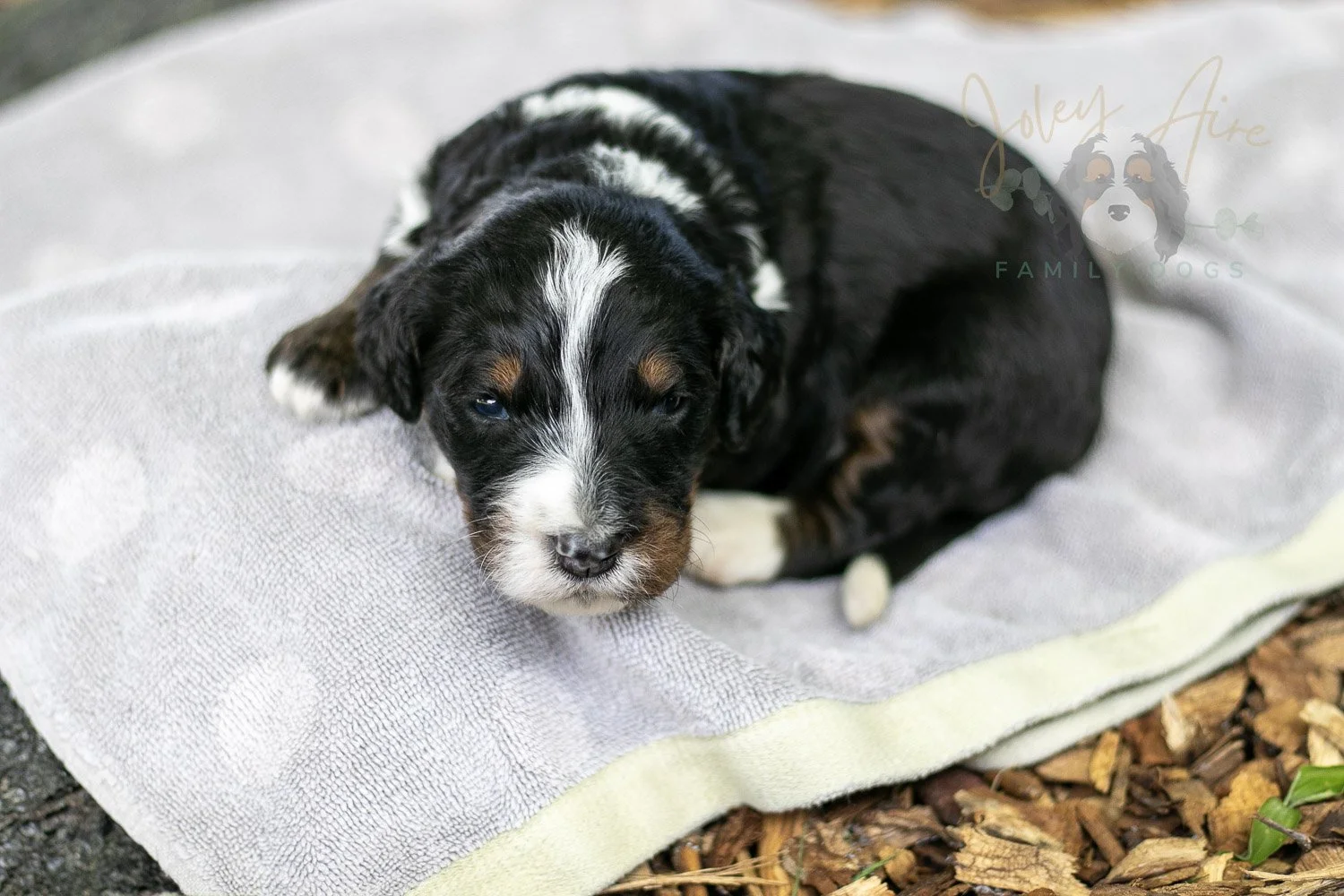 Yosemite Bernedoodle Puppy-143.jpg