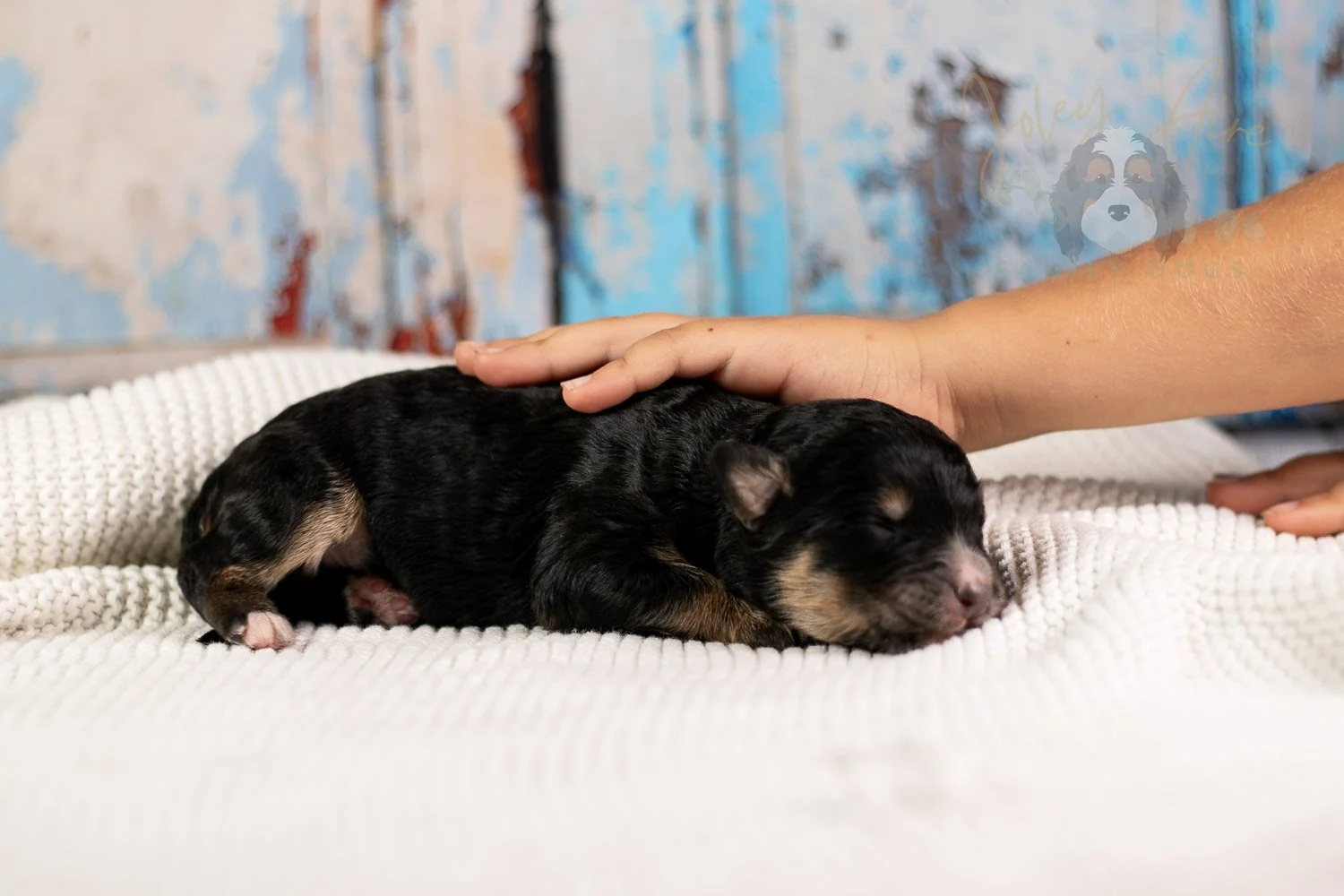 Da Vinci Bernedoodle Puppy-107.jpg