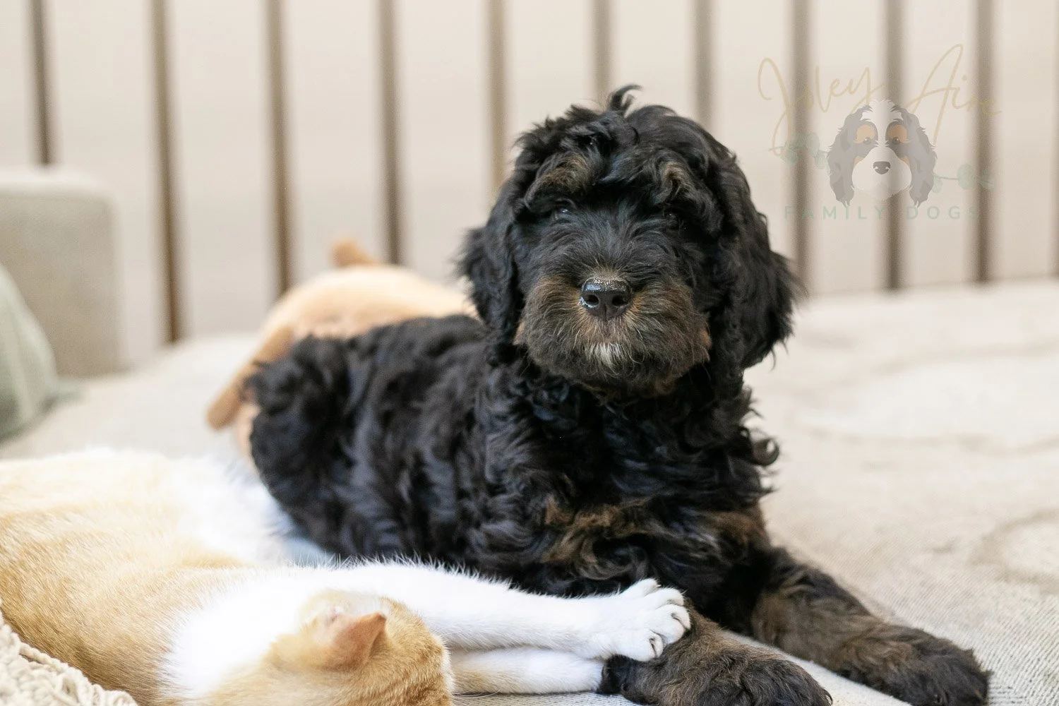 Acadia Bernedoodle Puppy-508.jpg