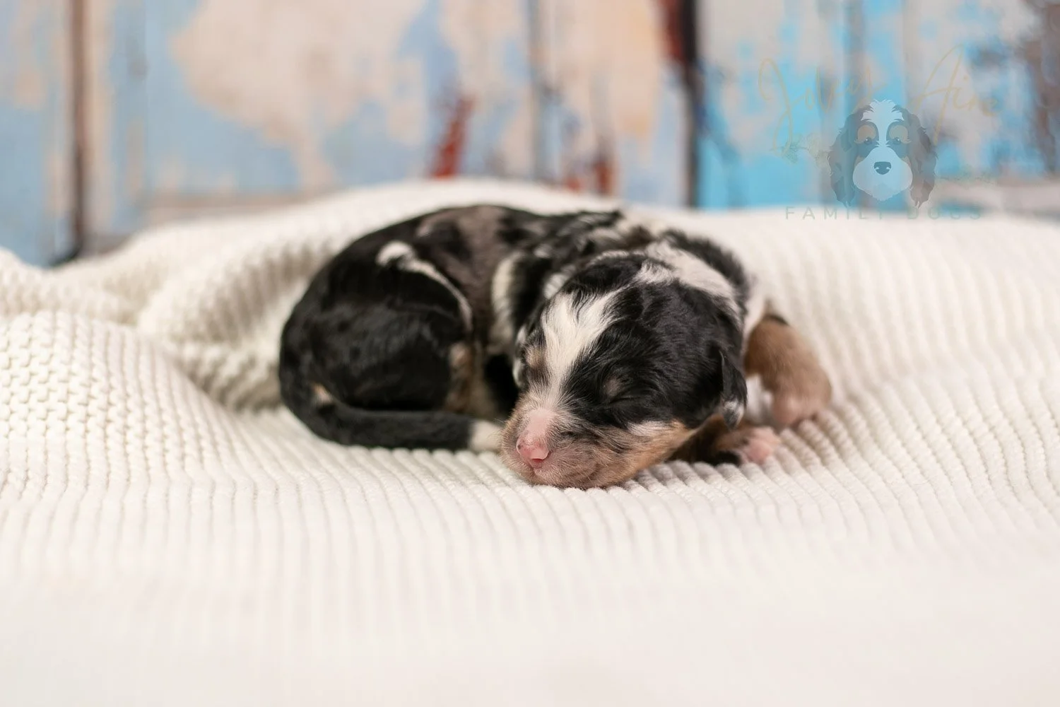 Artemisia Bernedoodle Puppy-148.jpg